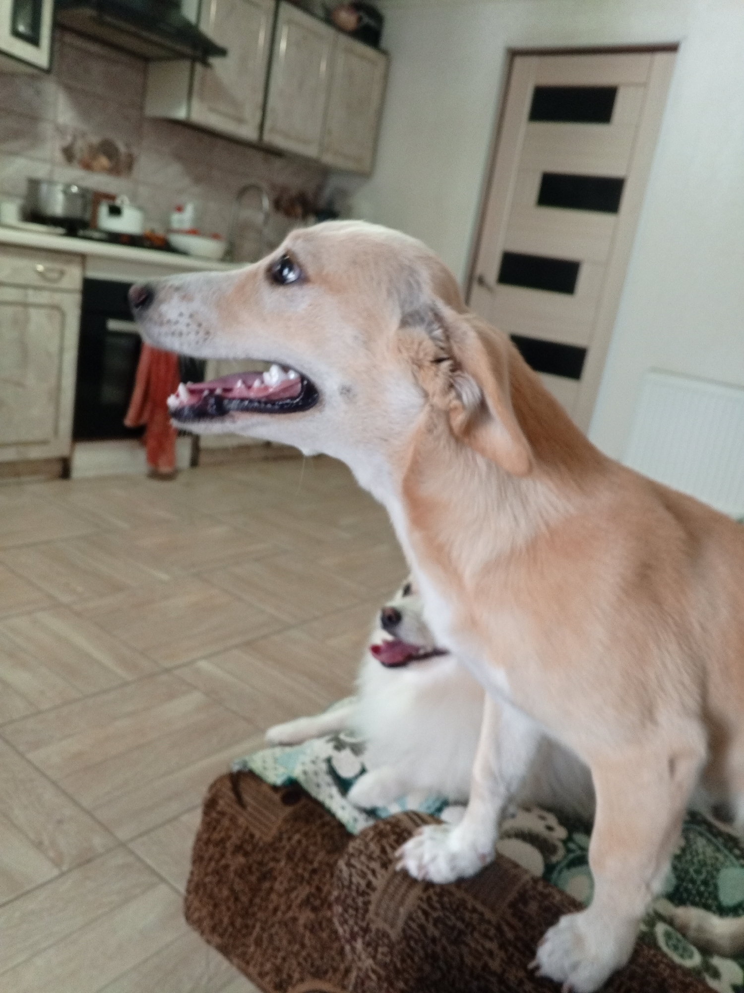 This is a medium shot photograph taken indoors, likely in a residential kitchen. The primary subject is a light-colored dog, a Labrador or similar breed, captured in profile, looking to the left of the frame. The dog's mouth is open, revealing its teeth and pink tongue, suggesting it is panting or about to bark. In the background, slightly out of focus, another white dog with its tongue visible is partially visible. The setting appears to be a kitchen with cabinets and a stove visible. The floor is tiled. The overall impression is a candid shot of two dogs in a home environment. The mention of Marhanets, Ukraine is not supported by any visual evidence within the image itself.