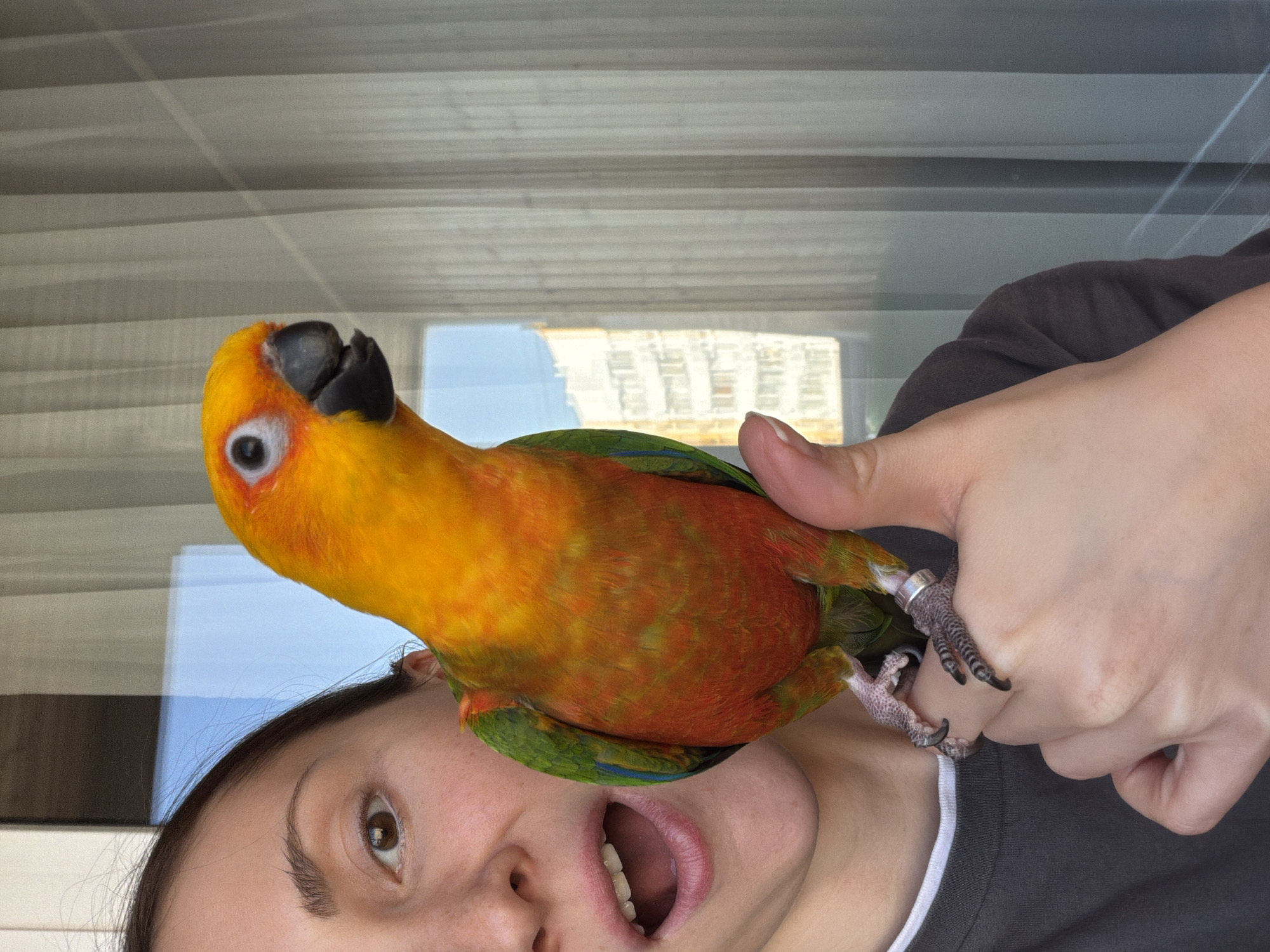A medium shot captures a person and a parrot. The person is a female with dark hair and pale skin, seen from the forehead down, mouth open in an expression, the body covered by a grey t-shirt. Atop her right shoulder, perched on the person's hand, is a Sun Conure parrot, predominantly orange and yellow with green wings. The parrot is looking slightly to the left of the frame. The background consists of horizontal blinds covering a window, with a reflection showing building structures and sky, suggesting an indoor setting. The scene appears to be in the city of Khimki, Russia based on external data regarding possible locations of the photographer, given the architecture and window reflection.