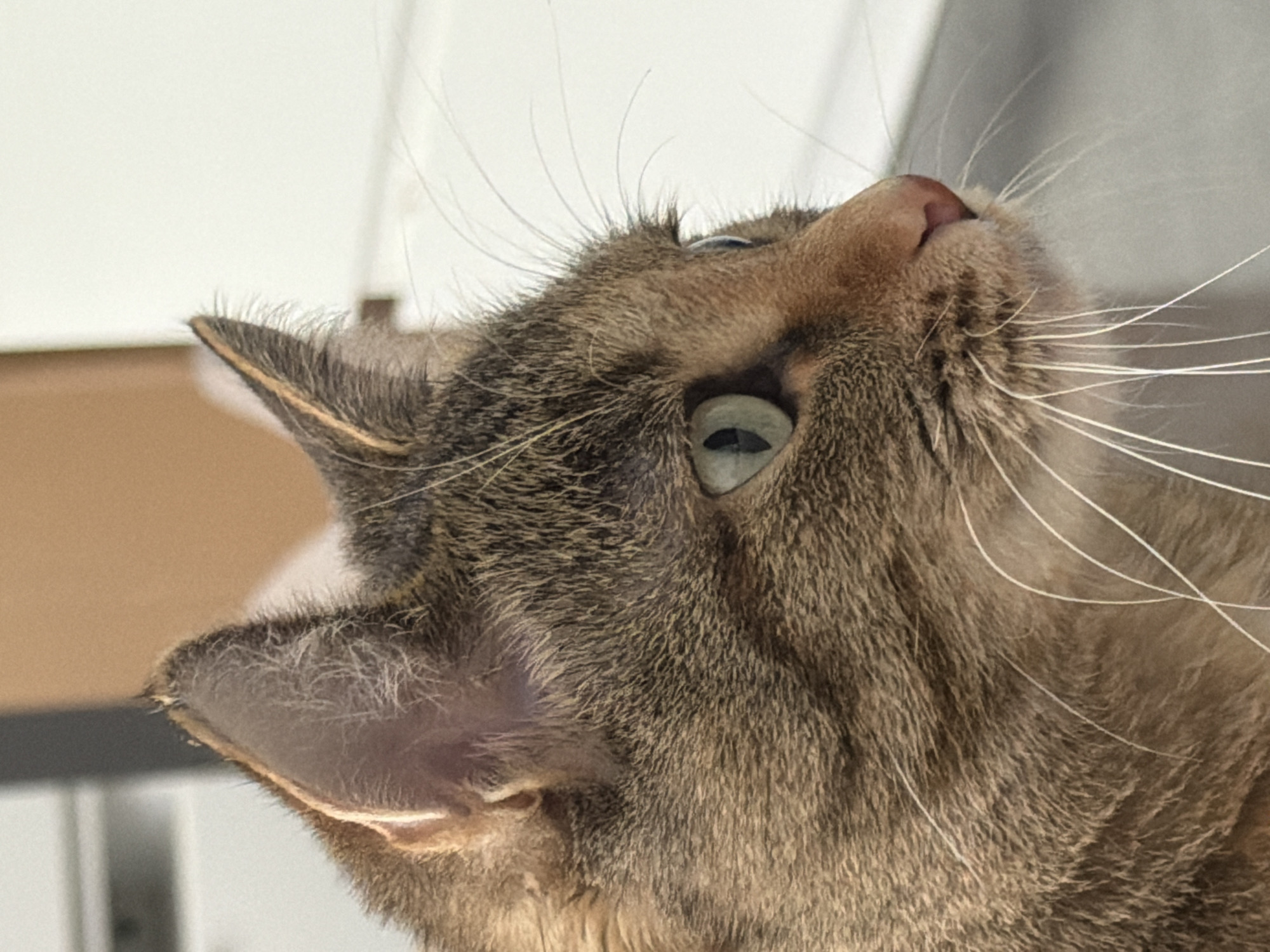 A close-up, profile shot captures the head of a brown tabby cat. The cat's fur is a mixture of brown, black, and gray stripes. Its left ear is prominently displayed, with white hairs visible within the ear canal. The cat's green eye is open and looking off to the right, with a dark pupil. The cat's nose is a light pink color. Long, white whiskers extend from its muzzle. The background is blurred and consists of neutral tones, with a vertical element on the left and a white surface on the right. The lighting appears to be natural and soft, highlighting the cat's features.