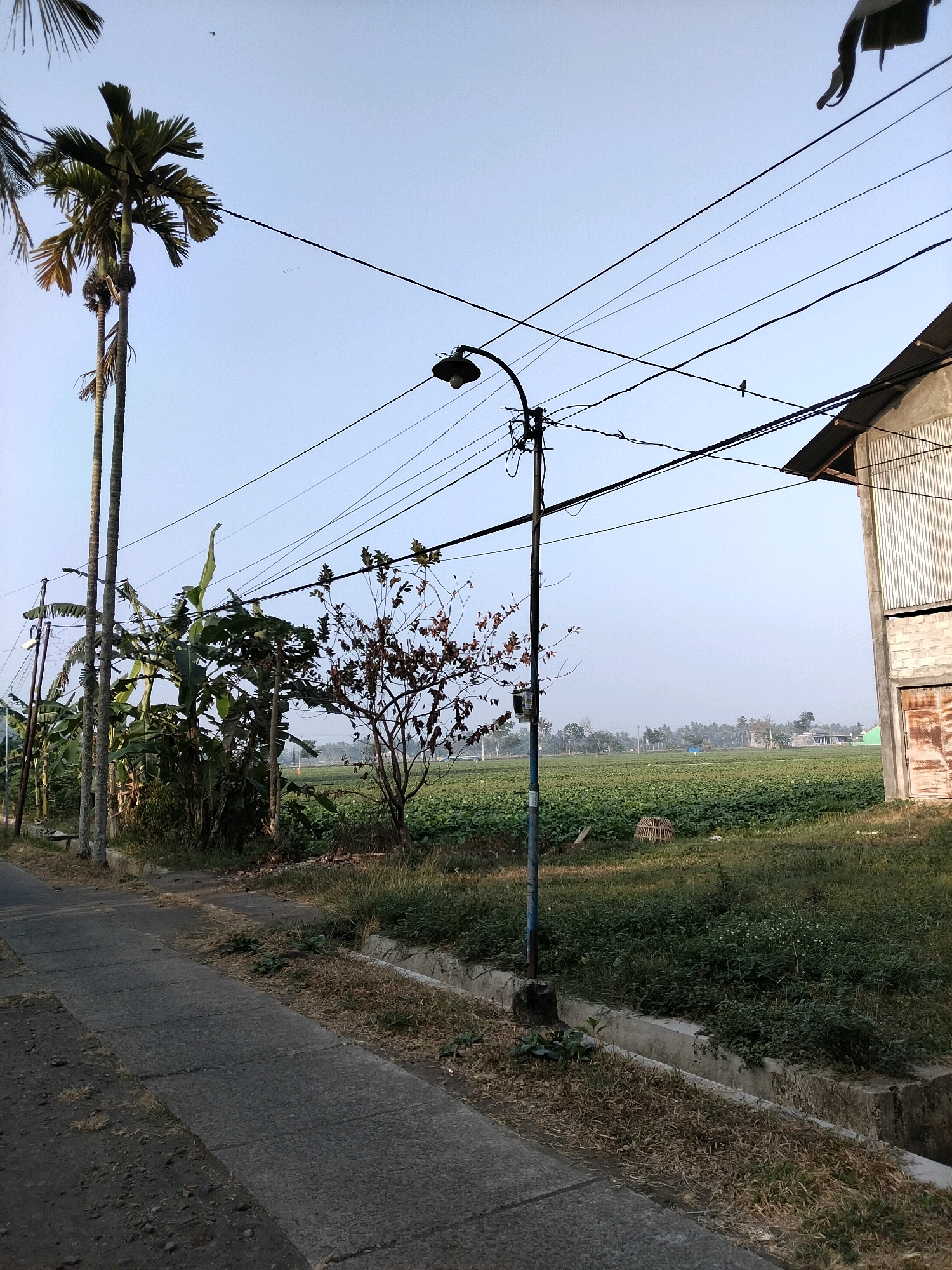 The image depicts a rural scene in Prigelan, Indonesia, featuring a paved path and a dry, grassy area with a drainage ditch. Tall palm trees and banana plants line the left side of the path. In the background, a vast field of green crops stretches towards a hazy horizon with scattered trees and buildings. A large, corrugated metal structure with a concrete foundation stands on the right. Power lines crisscross the sky, with a street lamp visible. A small bird is perched on a wire above the field.