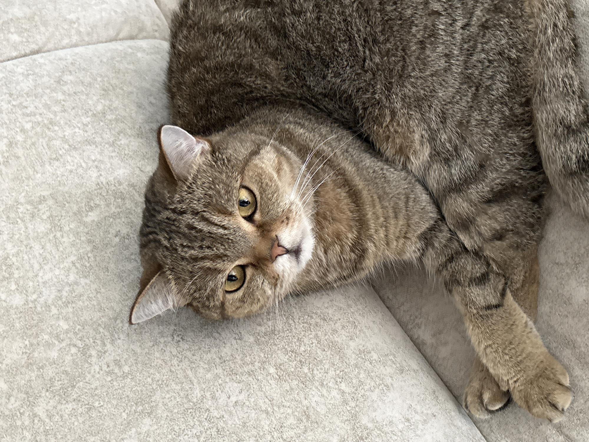 A tabby cat is lying on a light-colored sofa. The cat's fur is striped with shades of brown and gray. Its eyes are open and a golden color, and it is looking directly at the camera. The cat's ears are perked up, and its whiskers are long and white. The cat's body is relaxed, and it appears to be comfortable. The sofa has a textured fabric. The image is taken from a high angle. The lighting suggests it is daytime, and the scene is indoors.