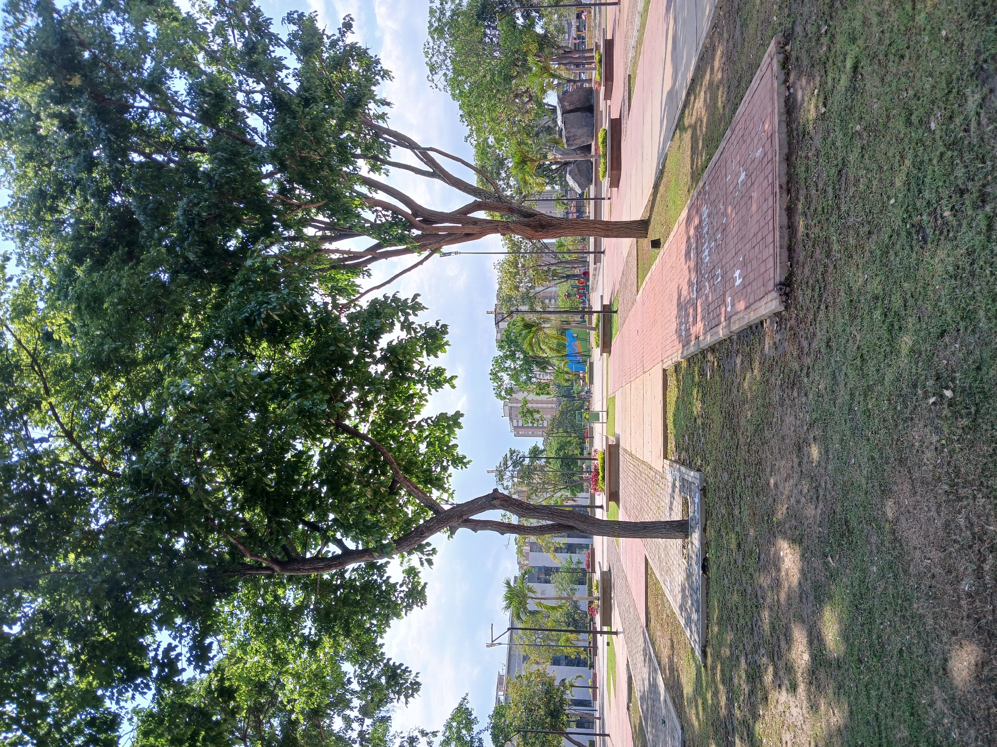 This image captures a vibrant public park or green space in Ciudad Guayana, Venezuela, under a bright, clear sky. The scene is dominated by natural elements, with two large, leafy trees prominent in the foreground, their branches extending upwards and their shadows cast on the ground.
Parallel to each other, two distinct pathways traverse the scene. The left path is light-colored and paved, while the right path is made of reddish-brown bricks. These paths are separated by and bordered with lush green grass, creating a well-maintained appearance. Scattered throughout the grass are various other trees and shrubs.
In the mid-ground, the park features continue with more trees, park benches, and dark grey, angular rock formations that may serve as decorative elements or additional seating. Modern, multi-story buildings of varying designs are visible in the background, suggesting an urban or suburban setting. Glimpses of what appears to be blue playground equipment can be seen behind some trees in the far background. Several black lamp posts are positioned along the pathways, indicating the area is designed for both daytime and nighttime use.
The time of day appears to be mid-morning or afternoon, evidenced by the bright sunlight and the distinct shadows cast by the trees on the grass and paths. The weather is clear and sunny, with a blue sky dotted with scattered white clouds. No specific activity or event is taking place, but the scene suggests a tranquil environment ideal for leisure and recreation.
A notable detail is the presence of white markings on the reddish-brown brick path in the foreground. One clearly discernable marking is the number "1", accompanied by other faded or partial white shapes.