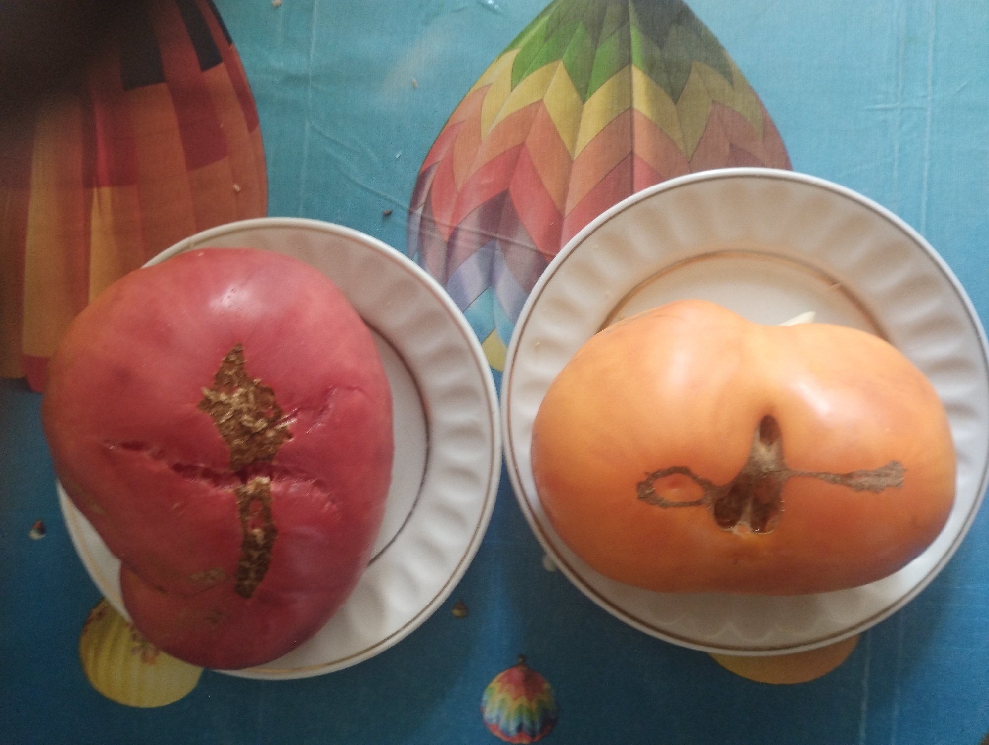 Two heirloom tomatoes are presented on white plates, which are placed on a blue tablecloth featuring a pattern of hot air balloons. The tomato on the left is orange and appears to have some discoloration or scarring on its skin near the stem. The tomato on the right is red and exhibits a prominent split or crack with dried, brown material visible within the opening. The overall lighting suggests an indoor setting. No specific location in Sumy, Ukraine, can be determined from the visual information provided.