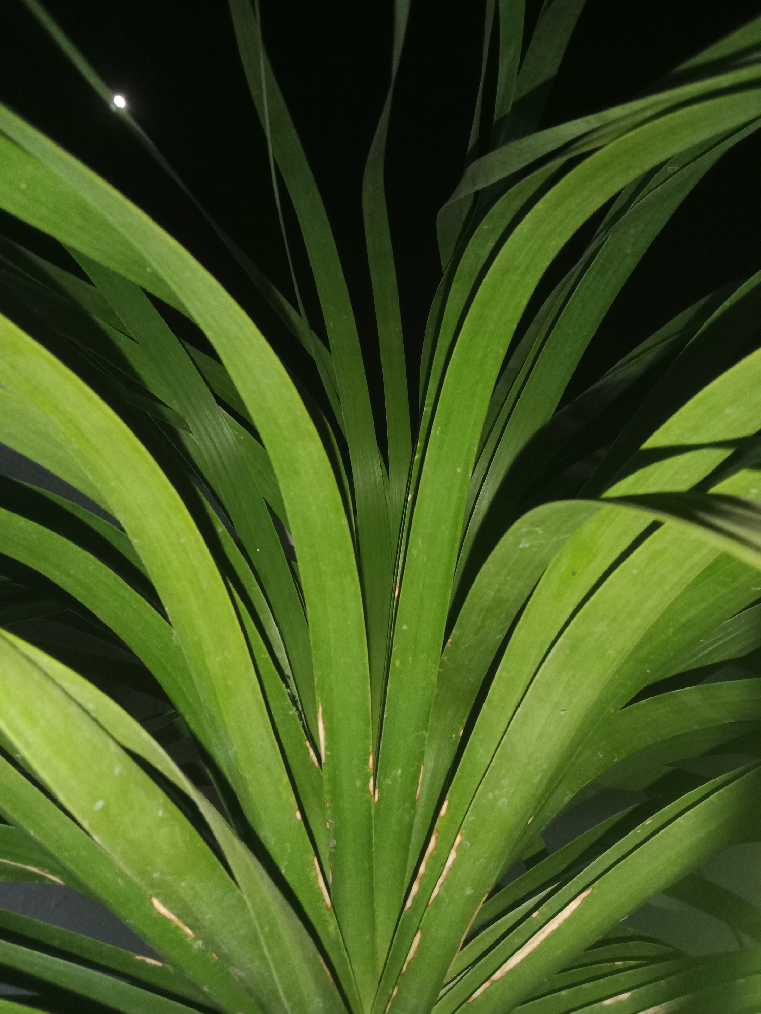 The image is a close-up shot of lush, green leaves. The leaves are long and slender, with visible veins running down their length. Some of the leaves have small, light brown blemishes. The background is dark, creating a strong contrast with the vibrant green of the foliage, and a small, bright spot, possibly a light source or reflection, is visible in the upper left corner. The overall impression is of a plant, possibly a palm or a similar tropical plant, captured in low light conditions. There is no identifiable location in the city of Lemahkembar, Indonesia depicted in the image.