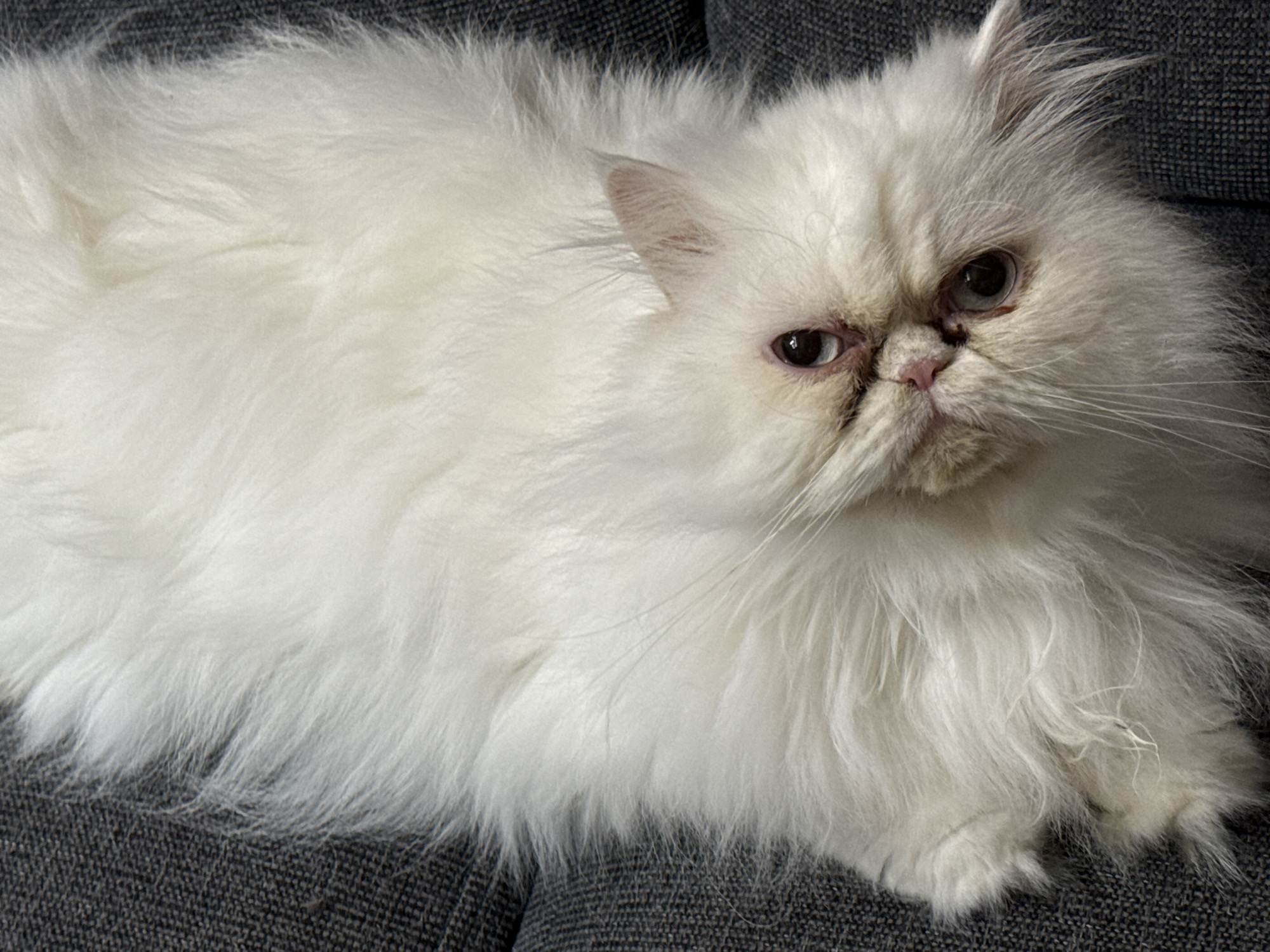A white, long-haired Persian cat is lying on a grey, textured surface, possibly a sofa. The cat is facing forward, with its eyes open. The cat's fur is fluffy and covers most of its body. The cat has a flat face and small ears. There is no indication of the location being Burgas, Bulgaria.