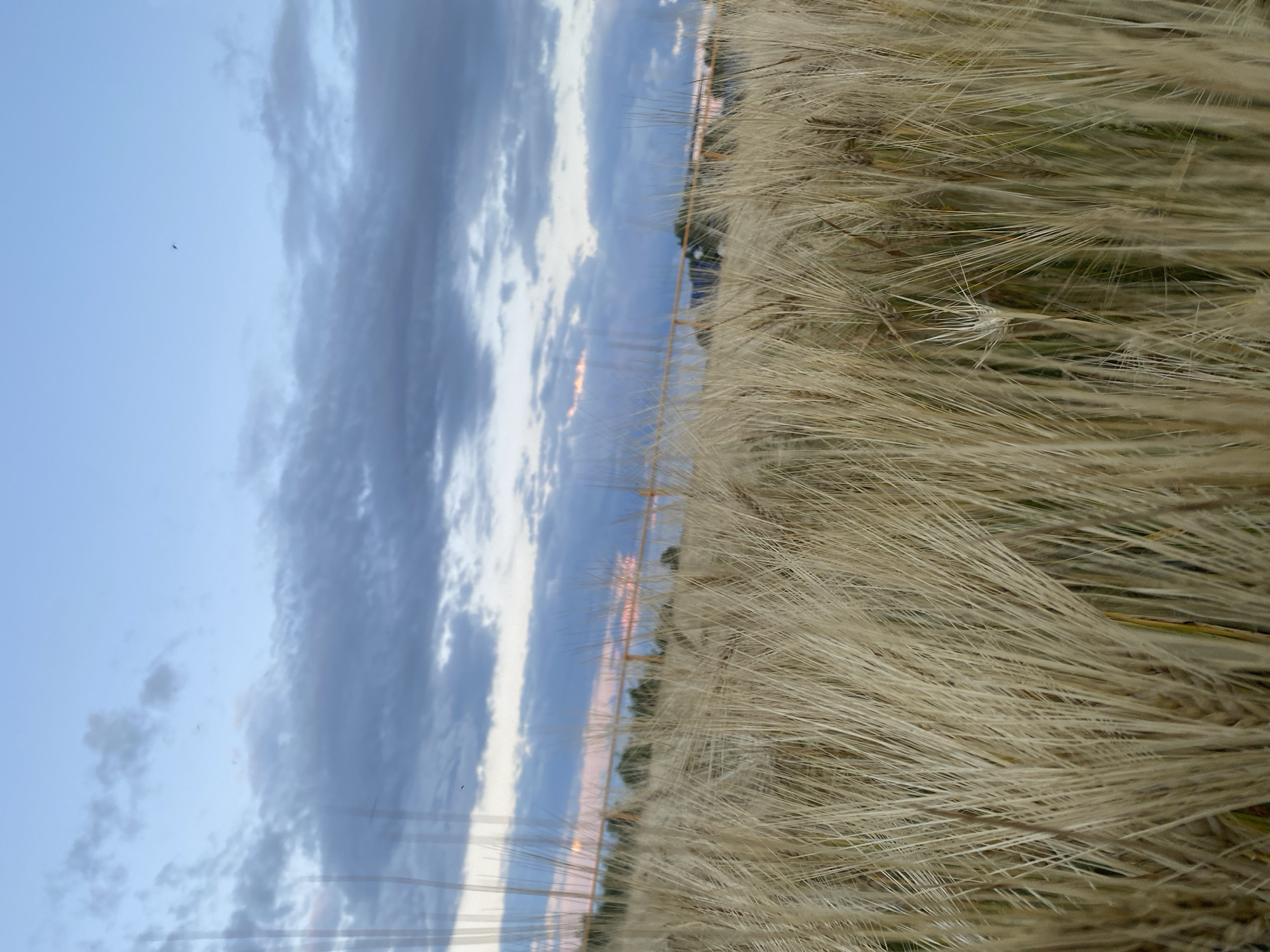 This is a close-up, vertically oriented shot of a field of dry, golden grass, likely wheat or barley, with a cloudy sky in the background. The grass dominates the right side of the frame, with individual stalks appearing wispy and textured. The left side of the image shows a broad expanse of sky with soft, wispy clouds in shades of blue and gray. A thin band of orange light is visible on the horizon, suggesting either sunrise or sunset. A fence line is faintly visible running horizontally across the middle ground, separating the field from what appears to be a distant tree line or a more developed area with buildings. A few small dark specks, possibly birds or insects, are visible in the sky. The overall mood is serene and natural, evoking a sense of open space and the transition of day. The time of day is likely early morning or late evening, indicated by the soft light. The location is Taganrogsky, Russia, suggesting a rural or agricultural setting.