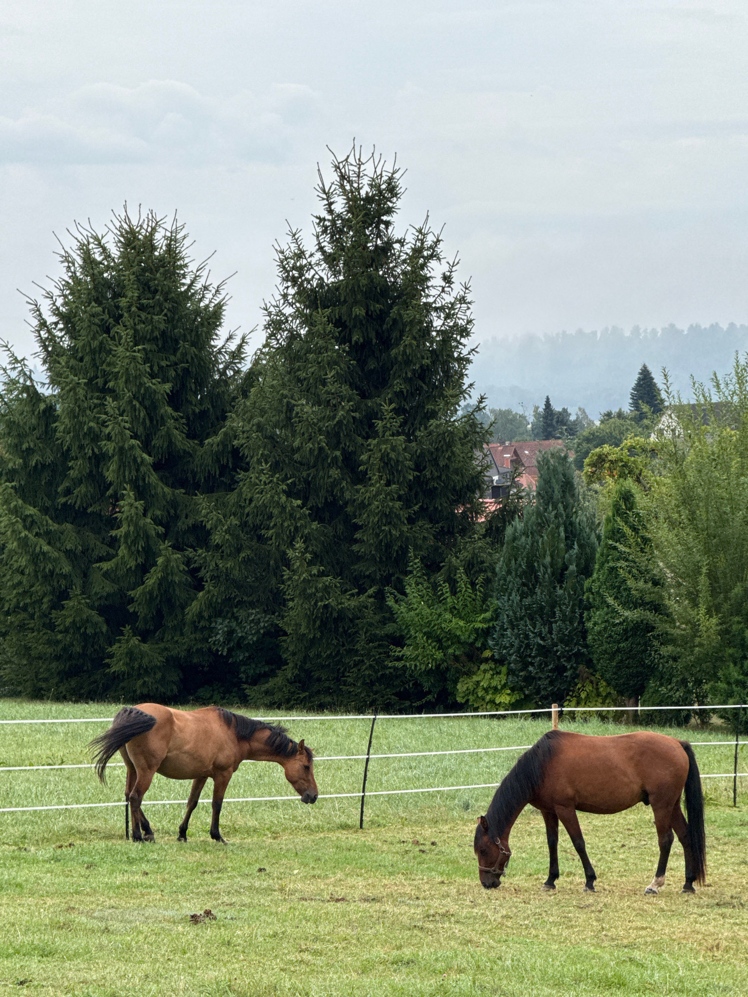 The image depicts two brown horses in a grassy field enclosed by a white electric fence. The horse on the left is facing away from the camera, with its head lowered as if grazing. The horse on the right is facing towards the left, also with its head down. In the background, a dense forest of evergreen trees dominates the scene. Beyond the trees, a hazy view of a village with red-tiled roofs is visible, nestled in the distance. The sky is overcast and gray, suggesting a cloudy day. The location is a rural area near Bad Sachsa, Germany.