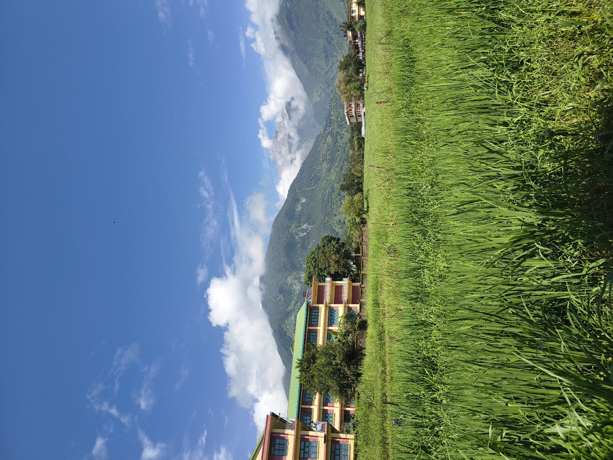 A bright, sunny day unfolds over a verdant landscape, likely in Kandi, India. A large, three-story building with a green roof and yellow and pink facade is situated on the left side of the image, bordered by lush green trees and a small stone wall. In front of the building, a vast field of tall, green grass stretches across the foreground, reaching towards the viewer.
Beyond the building and the field, majestic mountains rise, partially obscured by soft, white clouds. The sky is a clear, vibrant blue, dotted with a few wispy clouds. In the distance, other smaller buildings can be seen nestled amongst the trees and the foothills of the mountains, suggesting a small settlement or town. A single bird can be seen flying in the sky. The scene evokes a sense of peace and natural beauty, with the architecture blending harmoniously with the surrounding environment.
