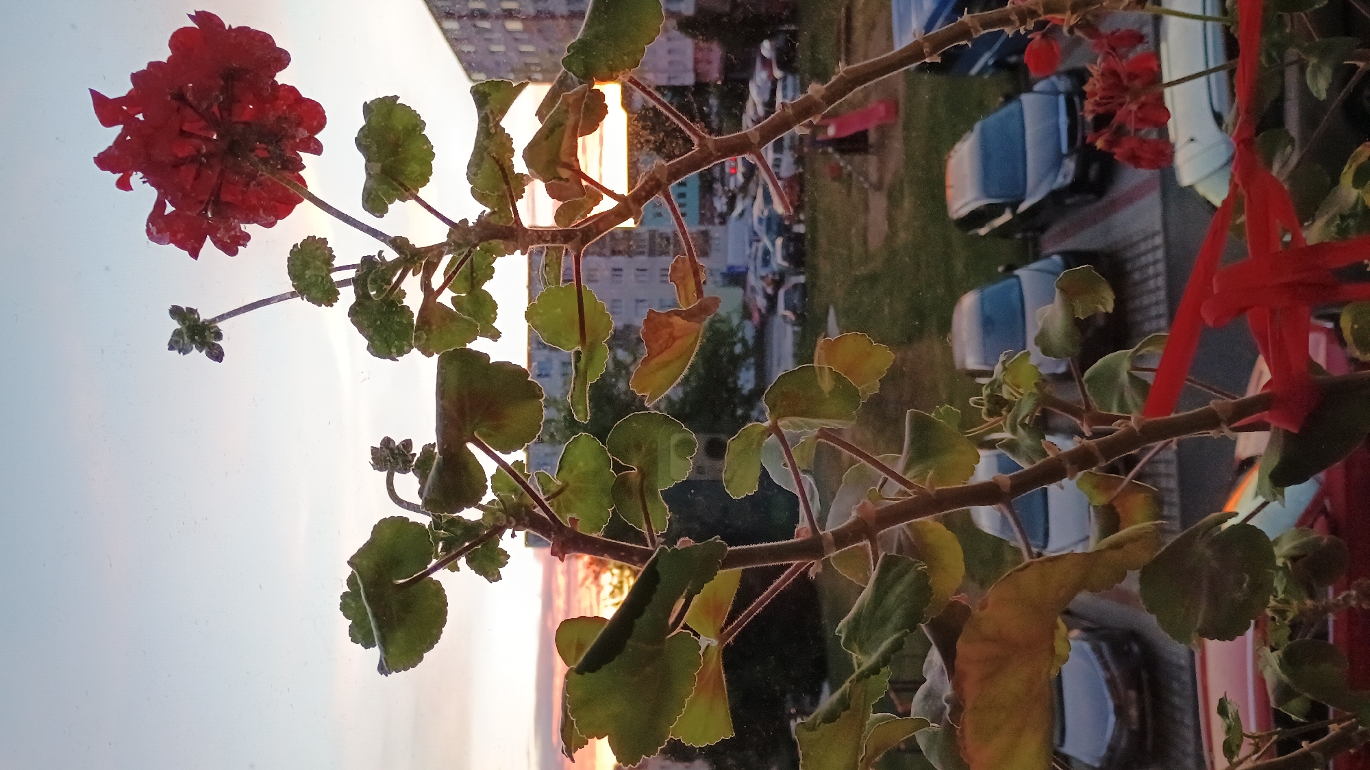 The media file displays a close-up view of a red geranium plant with green leaves, seen from behind glass, likely a window. The plant is in focus, with its branches and foliage filling much of the frame. In the background, a street scene is visible, showing parked cars, buildings, and some greenery, suggesting an urban or suburban setting. The image is oriented vertically, with the top of the plant appearing on the left.
The time of day appears to be either sunrise or sunset, as indicated by the warm, soft light illuminating the buildings and sky in the background, casting a golden glow on some of the leaves. The weather seems clear, with no visible rain or strong wind. The presence of parked cars suggests a residential area.
A distinctive detail is the way the sunlight filters through the leaves and reflects off the glass, creating a slightly diffused and ethereal effect. There is a red ribbon tied to one of the branches, adding a decorative element. No people are visible in the image. The scene evokes a sense of quiet observation, perhaps a moment of reflection while looking out a window at dusk or dawn. The location context of Sokolov, Czechia, places this scene within a European setting. No visible text is present in the media file.