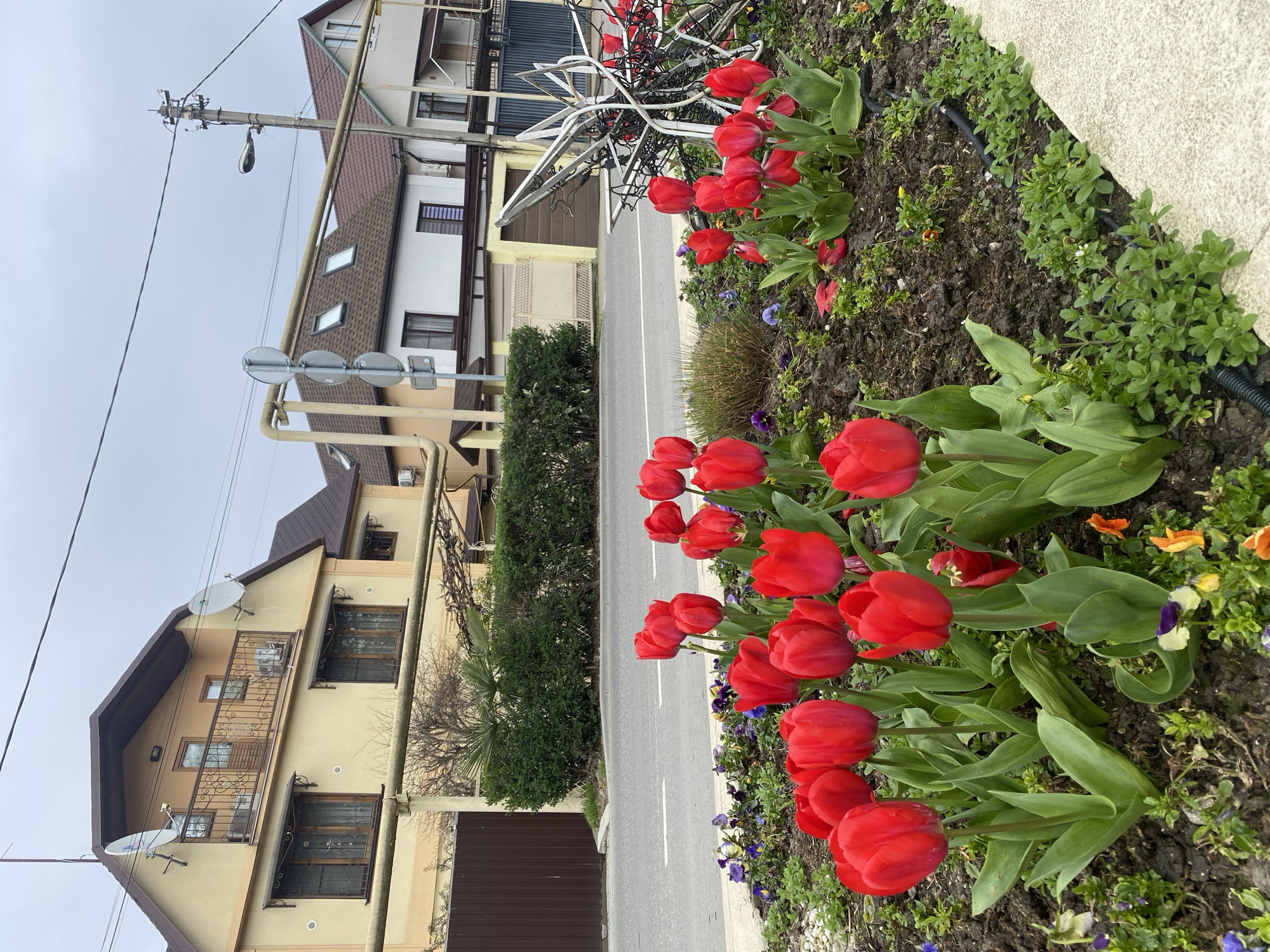 The image displays a residential street in Sochi, Russia, under an overcast sky. In the immediate foreground, a flower bed with dark soil is populated by numerous red tulips in various stages of bloom, along with smaller green foliage and scattered pansies in shades of purple, yellow, and orange. A black corrugated pipe is partially visible along the edge of the flower bed. To the right within the flower bed, a metallic, multi-pointed star-shaped structure, possibly a decorative element, lies on the ground, entangled with black wiring.
Behind the flower bed, an asphalt road with a single white dashed line is visible. Across the road, a neatly trimmed dark green hedge separates the thoroughfare from a residential property. On the left, a large brown wooden gate is partially visible behind the hedge. The prominent building on the left is a two-story beige house with a brown gabled roof, featuring multiple windows with dark frames and ornate metal grilles. A second-story balcony with a decorative metal railing holds two air conditioning units, and two satellite dishes are mounted on the facade. To the right of this property, a white two-story house with a matching brown gabled roof and multiple dormer windows is visible. A yellow gas pipeline extends horizontally across the upper mid-ground, spanning above the properties. On the right, a utility pole supports power lines and a street light fixture. Three circular road signs are stacked vertically on a post near the road. No individuals or vehicles are present in the scene.