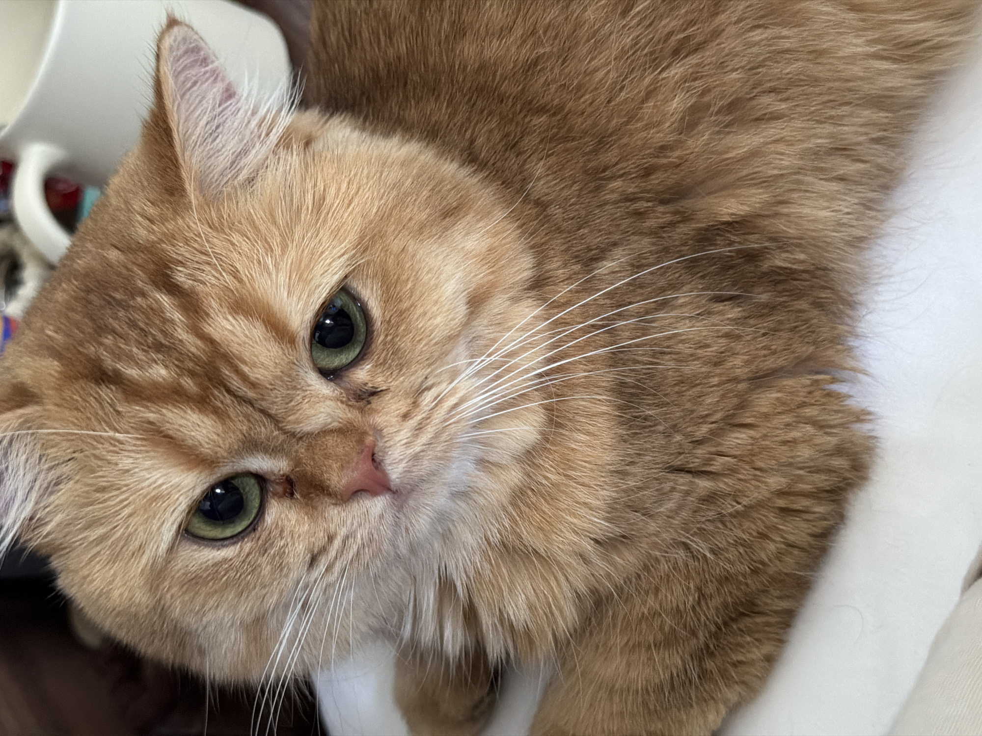 A close-up shot shows the face of a ginger cat with striking green eyes and white whiskers. The cat's fur is a warm orange color with some lighter tabby markings. A small, dark spot is visible below the cat's left eye, and its pink nose is slightly upturned. The cat appears to be resting on a white surface, possibly a blanket or a piece of furniture. In the background, a white mug and a hint of a dark surface are visible. The image is lit from above, highlighting the cat's features. There is no indication of the cat's location in the city of Đà Nẵng, Vietnam.