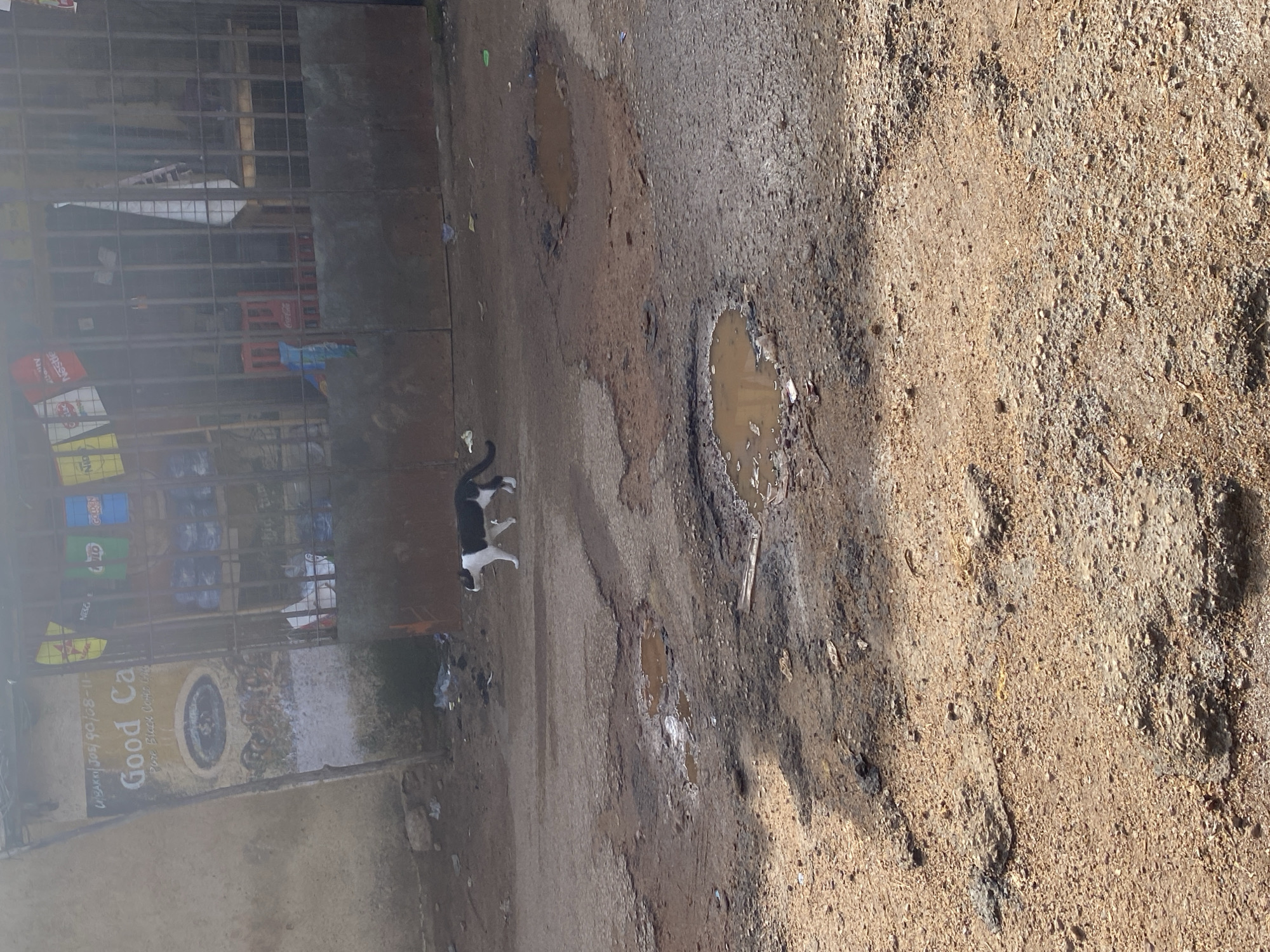 The image captures a scene in Jos, Nigeria, depicting a narrow street with a weathered pavement. A black and white cat walks across the muddy, potholed road, its tail held high. The road appears to be a mix of dirt and gravel, with several puddles of murky water scattered throughout.
To the left of the street, a shop or stall is visible behind a metal grate. The shelves inside are stocked with various products, including what appear to be drinks and packaged goods. Labels such as "Nestle" and "Nescafé" are partially discernible on some items. A sign advertising "Good Coffee" is also prominent on the shop's facade, with text including "BAKKI JOS/90/08-11-".
The lighting suggests it might be daytime, with sunlight casting shadows and highlighting the texture of the rough ground. The overall impression is one of a typical urban street scene in a developing area, marked by the presence of local commerce and the elements of nature, such as the puddles on the road. There are no people clearly visible in the frame, but the cat adds a touch of life to the scene. The weather appears to be overcast or humid, given the presence of the puddles and the muted colors.