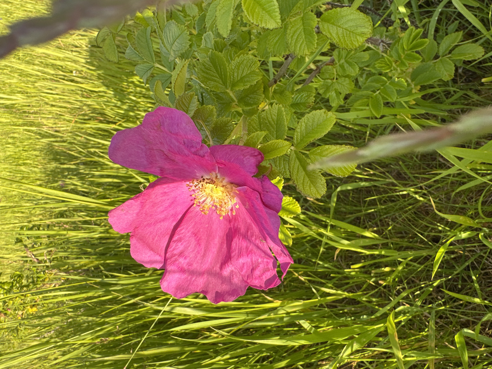 A close-up, eye-level, outdoor shot features a vibrant pink rose of sharon flower in the foreground, its petals unfurling against a backdrop of sun-drenched green grass and foliage. The flower's center is a bright yellow, with delicate stamens visible. To the right of the flower, a cluster of glossy, serrated green leaves, characteristic of a rose bush, are in focus. The background is a blur of tall, thin blades of grass, illuminated by warm sunlight, suggesting a sunny day in a natural setting. The overall impression is one of natural beauty and tranquility. The scene is set in the city of Unknown, Unknown.