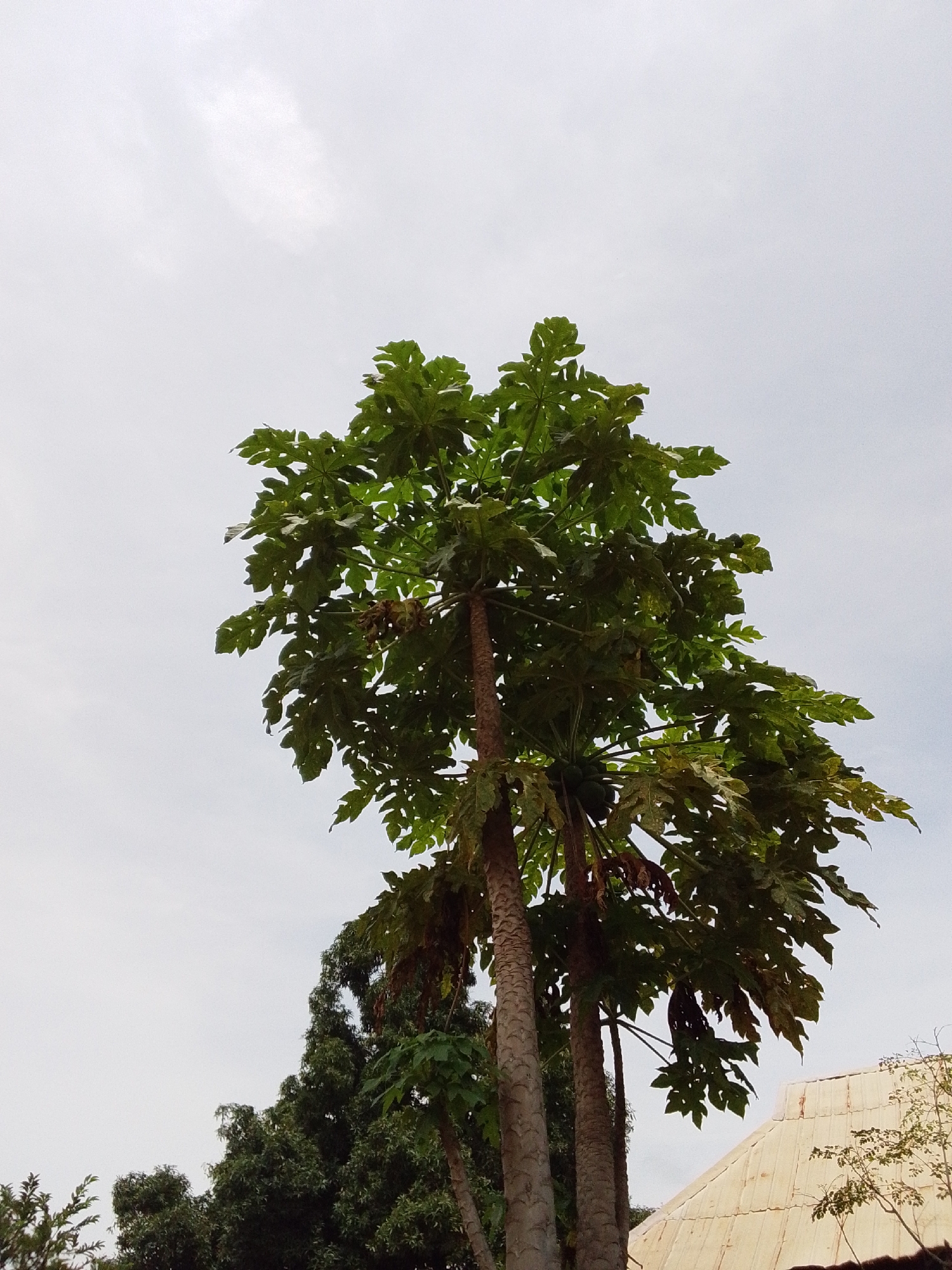 A papaya tree with large, lobed green leaves stands tall against a pale, overcast sky. The tree has a textured, greyish-brown trunk. Several green papayas are visible amongst the foliage. In the background, to the right, a light-colored, corrugated metal roof of a building is visible. To the left and behind the papaya tree, the dark green canopy of other trees can be seen. The scene appears to be outdoors in Serti, Nigeria.