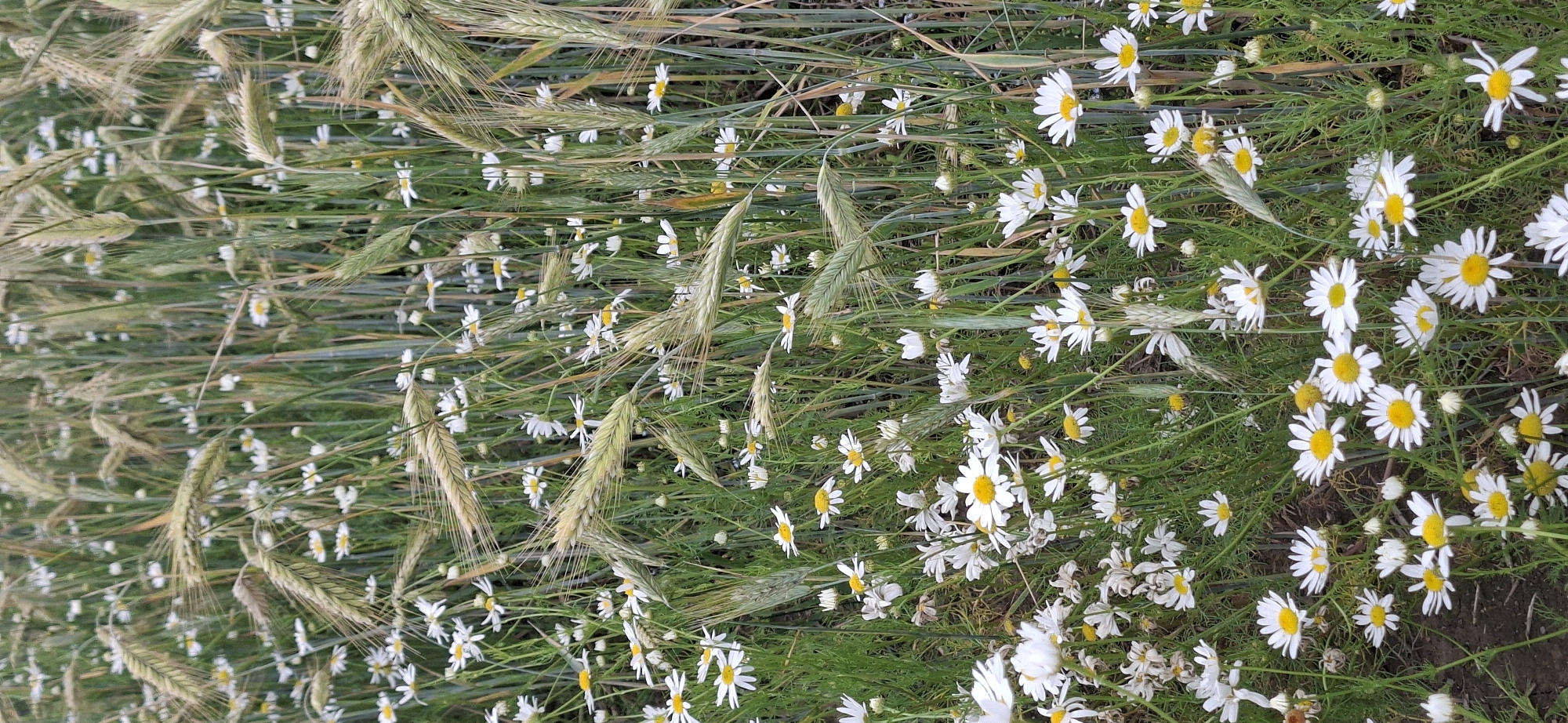 The image depicts a field of daisies and wheat stalks. The scene is densely packed with the white and yellow flowers of the daisies, interspersed with the tall, green stalks of wheat. Some of the wheat stalks are bearing heads of grain, which are light brown in color. The background is a blur of green foliage and wheat, suggesting a natural outdoor setting. The lighting is even, indicating it might be a cloudy day or taken in soft light. The image is shot from a slightly elevated angle, looking down into the field. No people or animals are visible in the image. The overall impression is one of a peaceful, rural landscape, possibly a meadow or a field edge in Orimattila, Finland.