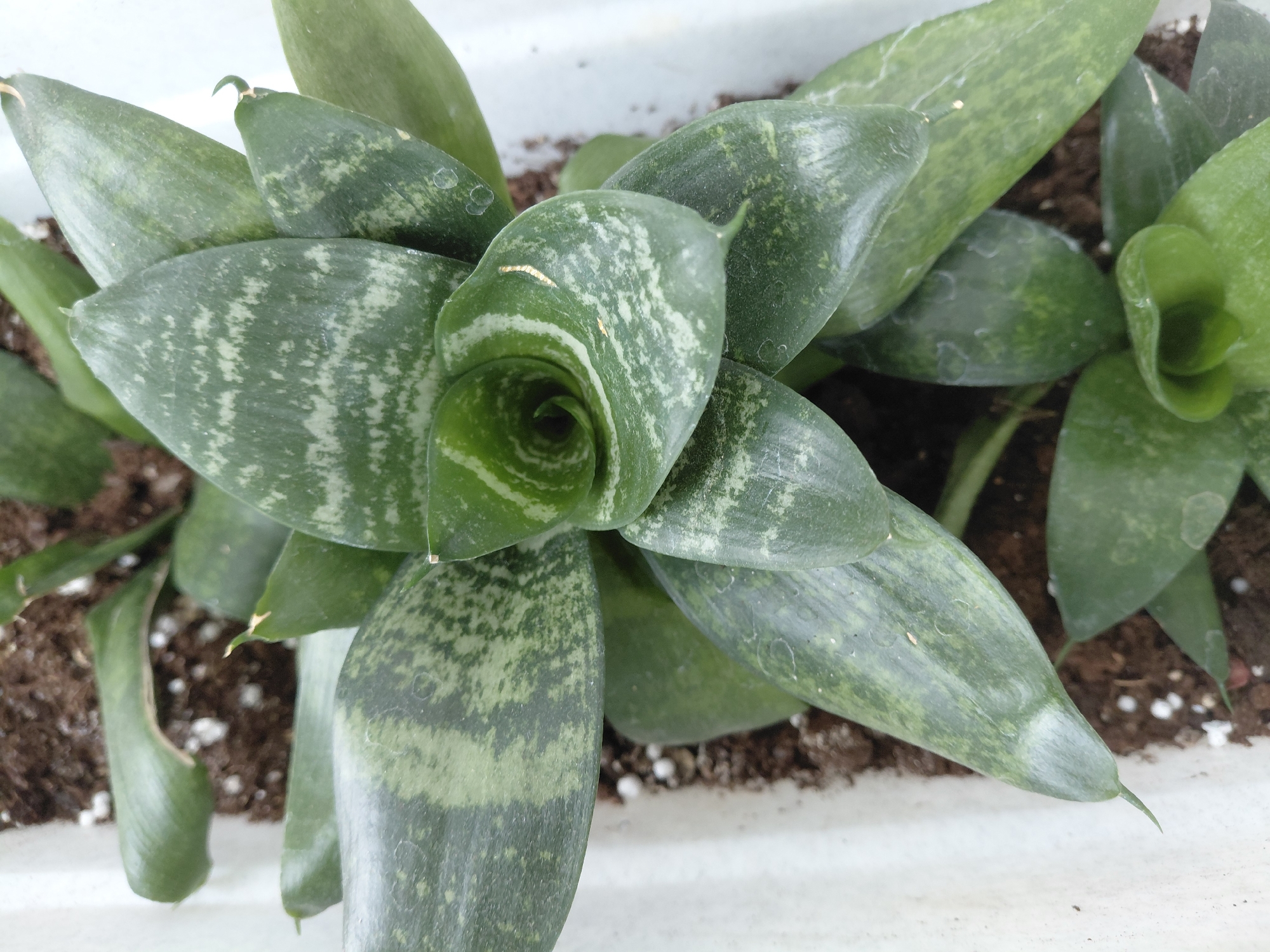An overhead shot captures a vibrant succulent plant, likely a species of Sansevieria, growing in a white planter. The plant features thick, paddle-shaped leaves arranged in a dense rosette pattern, with new growth spiraling upwards from the center. The foliage displays a striking variegation of dark green and lighter, grayish-green or silvery-green mottled patterns and irregular stripes. Many leaves have distinct pointed tips.
Closer inspection from the provided crops reveals the textured surface of the leaves, some bearing small, faint white or translucent spots, possibly from water deposits or minor abrasions. A few leaf tips show minor browning. The plant is rooted in dark brown potting soil, which contains visible white specks, likely perlite, indicating good drainage. The white rim of the planter is consistently visible around the edges, framing the plant and its soil. The lighting is bright and natural, suggesting the image was taken during the day. No human activity or visible text is present. The plant appears healthy and well-maintained in an indoor or sheltered environment in Nadym, Russia.