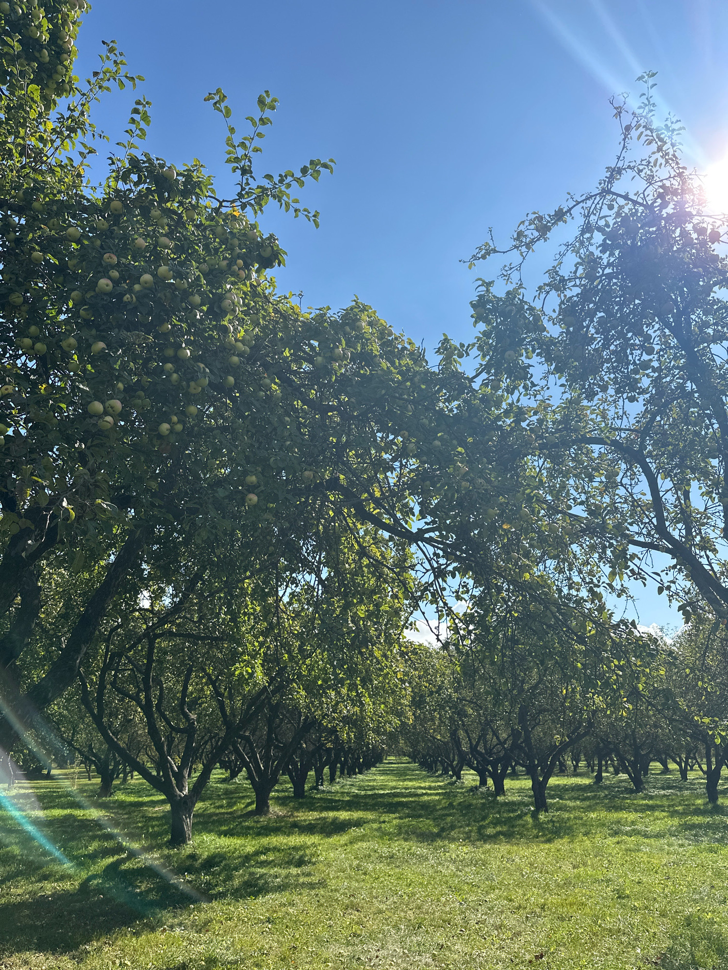 This is a photograph of an apple orchard on a clear, sunny day. The trees are laden with green apples and are planted in neat rows, stretching into the distance. The ground is covered in lush green grass, with long shadows cast by the trees. The sun is shining brightly in the upper right corner of the frame, creating lens flare. The location is Gorkogo Park in Minsk, Belarus.