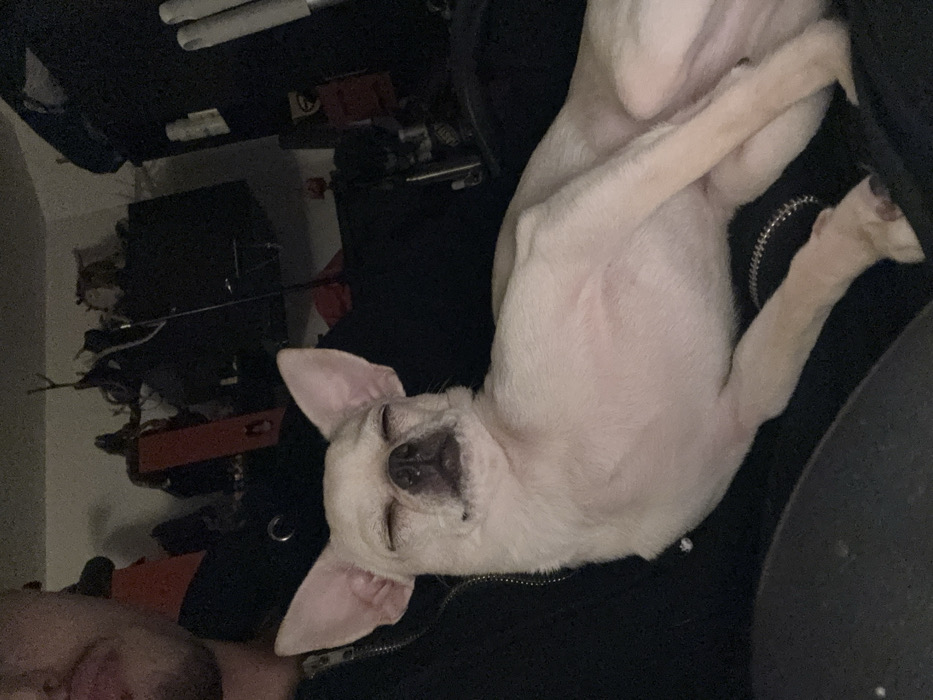 The image captures a light-colored Chihuahua dog resting horizontally on a person's lap in an indoor, dimly lit environment. The dog has its eyes closed, appearing asleep or deeply relaxed, with its ears erect and pointed upwards. A portion of a person is visible on the left side, showing the lower face (mouth, chin, and facial hair) and a black hooded garment with a zipper. A silver-colored chain is visible below the dog's midsection. The background is dark and indistinct, featuring cluttered shelves or furniture with various dark objects. The specific location within the city of Sofia, Bulgaria, cannot be determined from the visual information presented.