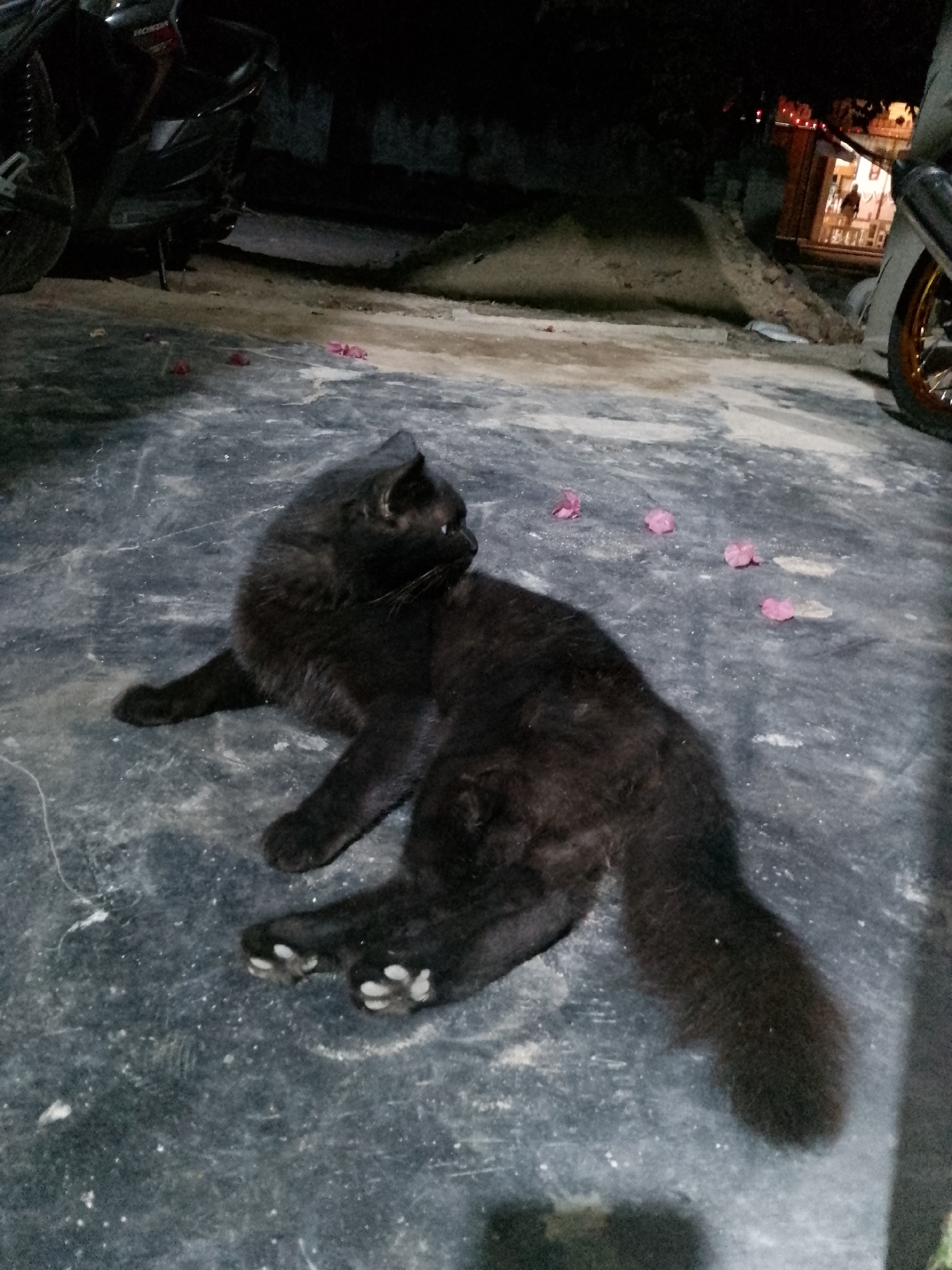 A black cat is lying on a dark, textured surface. The cat is mostly in focus and appears to be a long-haired breed. It is facing to the right of the frame, with its head turned slightly towards the viewer. Its paws are visible, and its tail is curled around its body. There are several small, pink petals scattered on the surface around the cat. In the background, parts of two motorcycles are visible, along with some dimly lit structures and foliage. The overall lighting suggests it is nighttime or a dimly lit area. The scene is likely outdoors, possibly a street or yard, in Kauman, Indonesia.