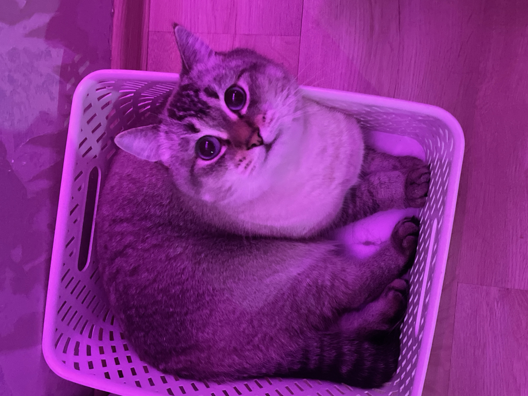 A domestic shorthair cat with gray tabby markings and a white muzzle and chest is observed resting within a white, rectangular plastic basket. The cat's body is curled, with its front paws tucked beneath its chest, and its head is tilted upwards, staring directly forward with wide, dark pupils. The surrounding environment, including the cat, basket, and background surfaces, is saturated with a strong magenta or purple light. The floor beneath the basket is a light-colored wooden surface. A wall, also illuminated by the purple light, is visible in the background. The scene is situated within an indoor setting in the city of Votkinsk, Russia.