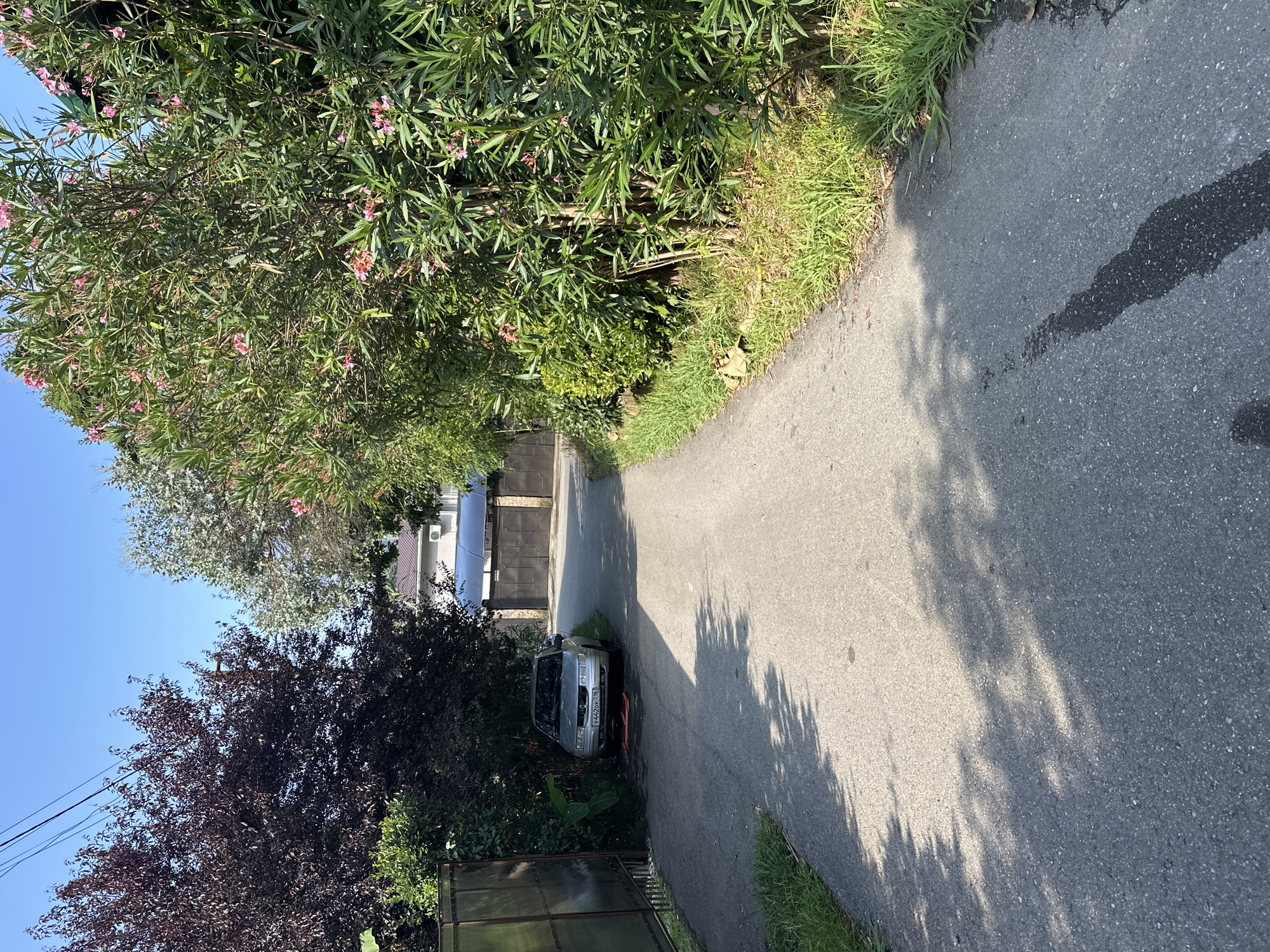 An asphalt road winds through a residential area in Sochi, Russia, on a bright, clear day. Lush green vegetation lines both sides of the road. On the left, a dark-leaved tree with deep red foliage dominates the foreground, adjacent to a metal fence. Further down the road, a silver sedan is parked on the left side, its license plate reading "Y442OK 776". Behind the car, a dark metal gate is visible. To the right of the road, a dense flowering shrub with small pink blossoms flourishes, creating a vibrant contrast against the greenery. In the background, houses with brown roofs and modern building elements suggest a well-maintained neighborhood. The road is dappled with the shadows of trees, indicating the presence of overhead foliage.