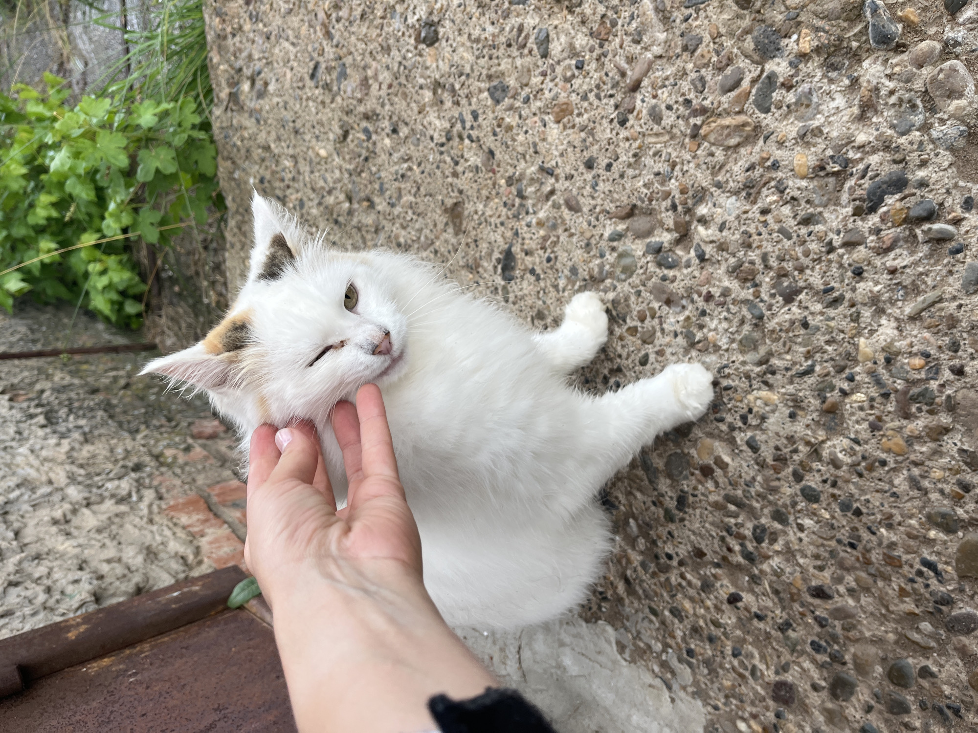 A white cat with patches of orange and black on its head is being petted by a human hand on a concrete surface. The cat has one eye closed and appears to be leaning into the touch. The background shows a rough brick wall and some green foliage. The scene takes place outdoors on what appears to be a weathered concrete patio or walkway, characteristic of an urban or suburban setting in Kemul, Russia.
