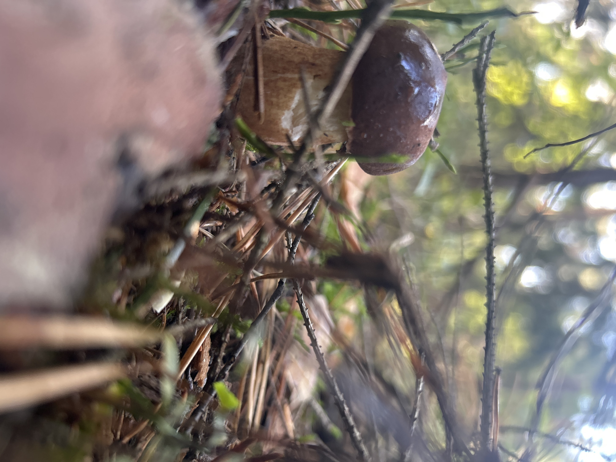 A close-up, low-angle shot depicts a single mushroom growing in a forest setting. The mushroom has a dark brown cap and a pale tan stem. It is surrounded by pine needles, fallen leaves, and green moss. The background is blurred, showing trees and dappled sunlight filtering through the canopy. The scene is located in Brodowo, Poland.