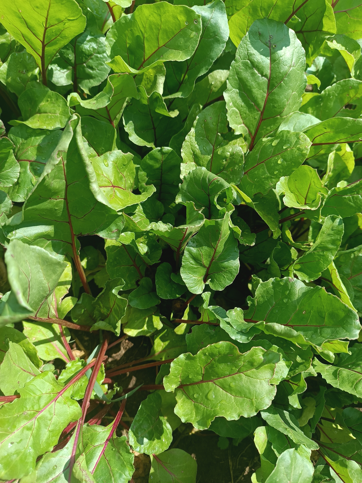 A close-up, overhead view captures a dense cluster of vibrant green beet leaves, their wavy edges catching the sunlight. Prominent red veins trace intricate patterns across the surfaces of the leaves. Small, translucent water droplets are visible on several leaves, suggesting recent watering or dew. The background is a blur of dark soil, indicating the plants are growing in the ground. There are no people or animals in the image. The scene appears to be an outdoor garden setting, potentially in Talin, Armenia, given the provided context.