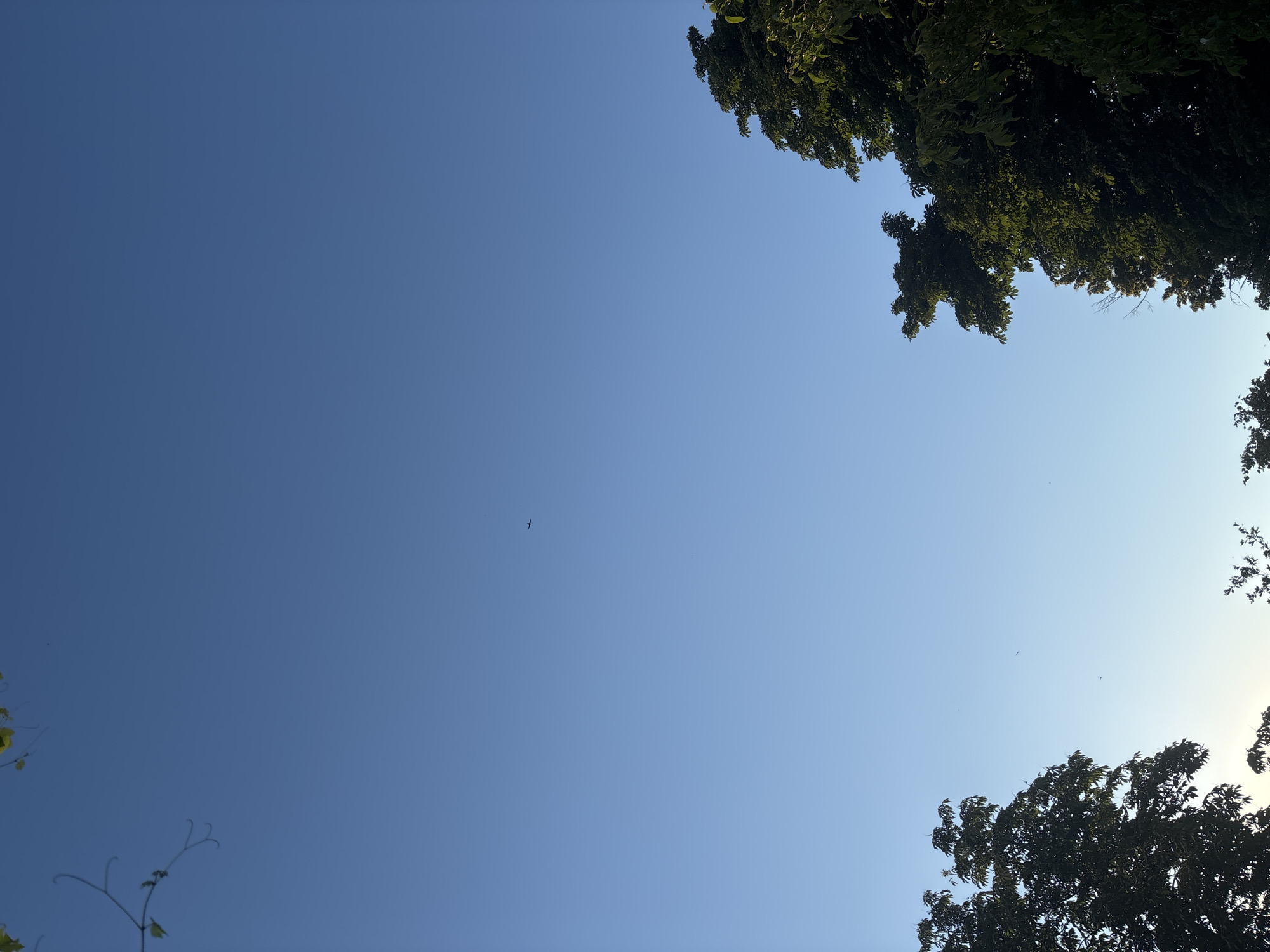 In an outdoor scene with a clear blue sky, the upper portion of the image features a few bare branches with sparse green leaves extending from the top left. The lower portion is dominated by the lush green foliage of trees on the left and right edges of the frame, with the right-side tree appearing more prominent and dark. A small, dark object, possibly an airplane, is visible in the upper middle section of the sky.