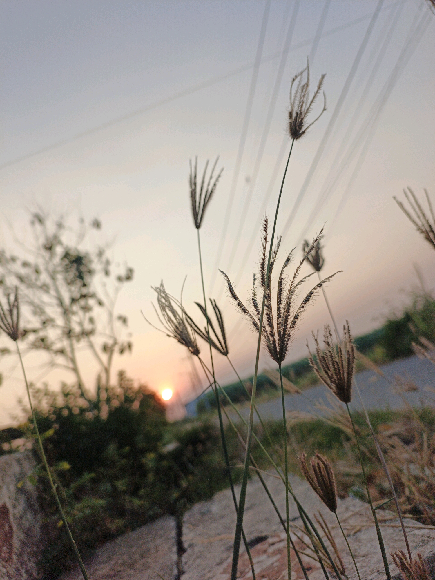 The image depicts a close-up view of dried grass stalks against a soft, hazy sunset sky. The sun, a small, bright orange orb, is visible low on the horizon, partially obscured by blurred foliage. In the foreground, several tall, feathery grass heads are in sharp focus, their delicate structures catching the fading light. Behind them, the background transitions to a more blurred and desaturated scene, suggesting a natural or rural setting. Faint, parallel lines, possibly power lines, are superimposed over the sky, creating a layered effect. The overall impression is one of tranquility and the gentle beauty of nature at dusk. The location is identified as Jatipasar, Indonesia.