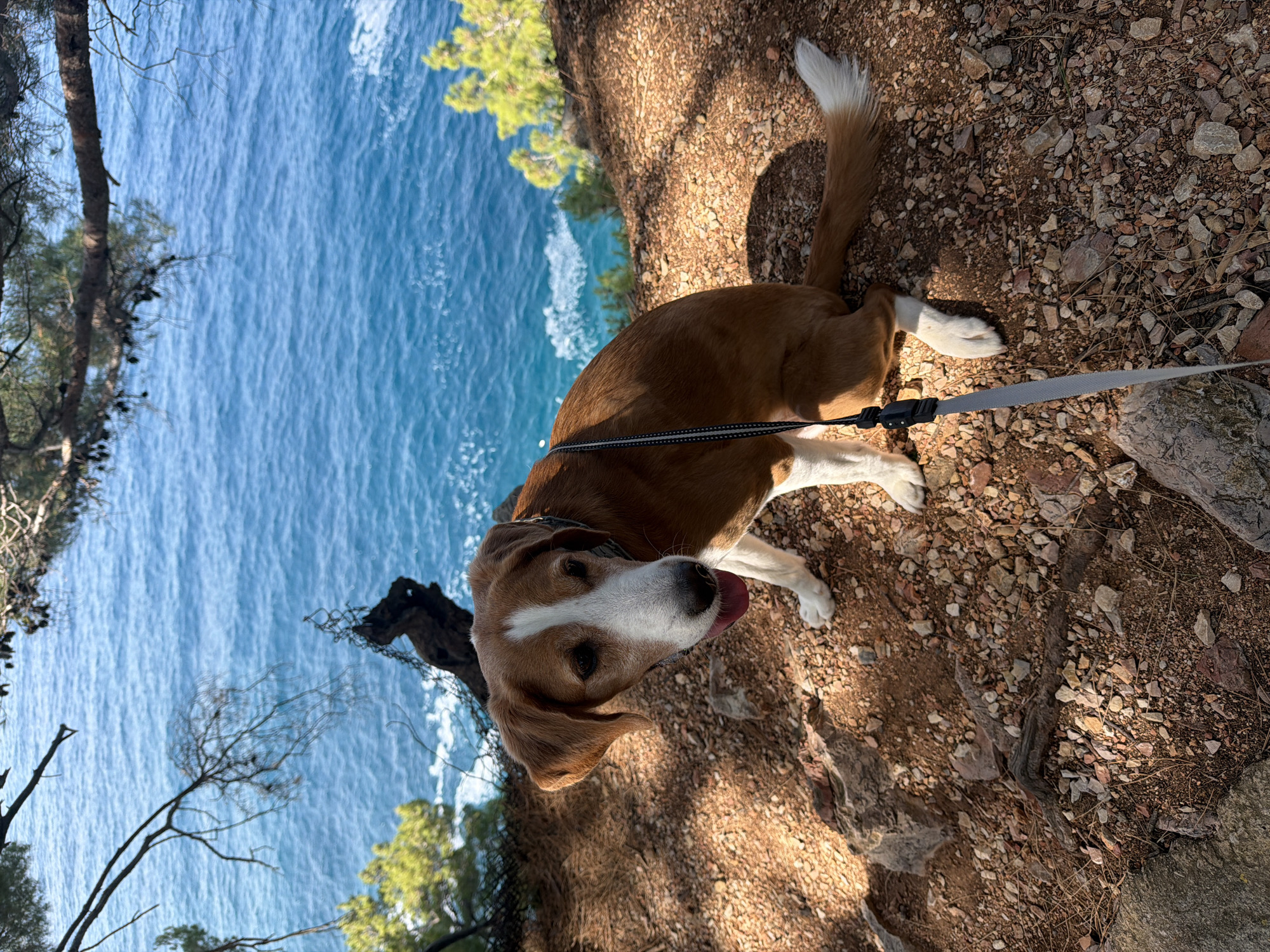 A brown and white short-haired dog, possibly a Beagle mix, is depicted resting on a rocky, earthy path or cliffside. The dog has a white blaze on its snout and forehead, a white chest and paws, and a white tip on its tail. It is wearing a grey leash attached to a harness and is looking upwards towards the viewer with its tongue slightly out, suggesting it might be panting or content.
The setting is an outdoor, coastal environment in Petrovac centar, Montenegro. In the background, a vast expanse of bright blue, rippling sea water is visible, indicating a clear, sunny day. The terrain beneath and around the dog is dry, reddish-brown earth mixed with small stones, pebbles, and some dry pine needles. Along the edge of the cliff or hill, sparse Mediterranean vegetation including pine trees and some bare branches are present, casting shadows on the ground. The sunlight is bright, suggesting late morning or early afternoon. No visible text is present in the image.