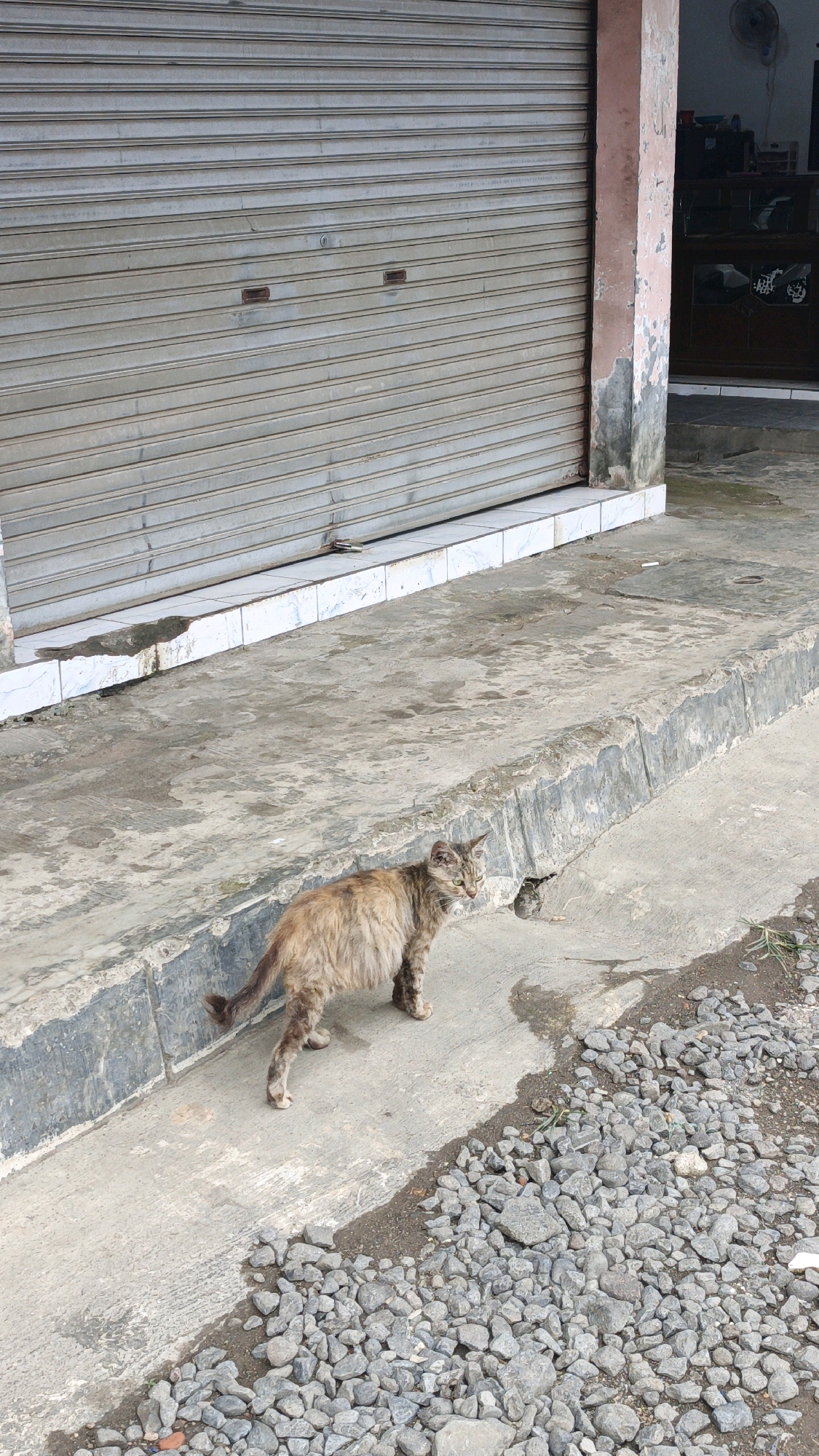 A medium-sized, long-haired cat with tabby markings stands on a concrete sidewalk in front of a closed, grey, corrugated metal storefront. The cat is facing to the right and appears to be alert. The storefront has a white tiled base and a pink concrete pillar to its right. The sidewalk is wet in places, and there are scattered grey stones and some dry vegetation on the ground to the right of the sidewalk. The background shows the interior of the building, which appears to be a shop with shelving and a fan mounted on the wall. The scene is consistent with the environment in Desa Karangbenda, Indonesia.