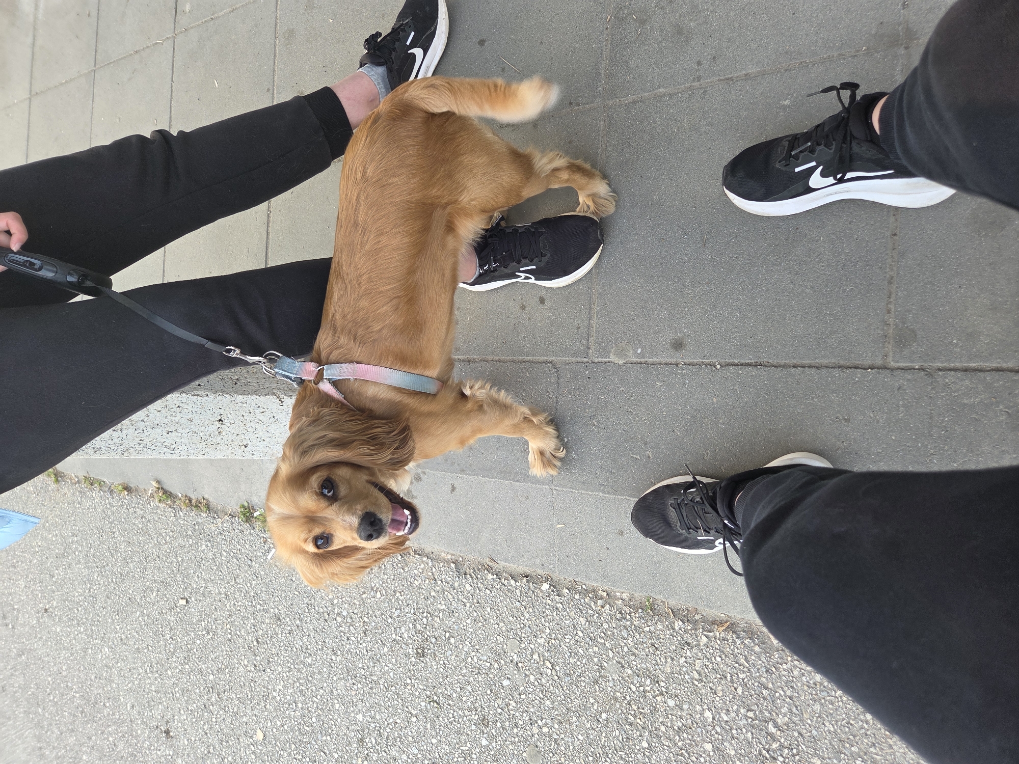This top-down photograph, captured in Pleven, Bulgaria, depicts a cheerful, light brown dog lying on a grey paved surface, likely a sidewalk or pedestrian area. The dog appears to be a Cocker Spaniel or a similar long-haired breed, with its mouth slightly open as if panting or smiling, and its dark eyes looking directly up at the camera. It wears a multicolored (pink, blue, white) collar.
The dog is positioned between the feet of two individuals, indicating a companion animal and its owners/walkers. One person's hands are visible holding a black retractable leash, which is attached to the dog's collar. Both individuals are wearing black athletic pants or sweatpants and black and white sneakers with the distinctive Nike swoosh logo clearly visible on at least one pair.
The setting is outdoors during what appears to be bright daylight, with no harsh shadows suggesting an overcast day or midday. The ground is dry, composed of grey concrete pavers and a patch of rougher aggregate and sparse vegetation, possibly marking a curb or edge of the path. The dog's happy expression conveys a relaxed and content emotion. The overall impression is one of a relaxed pause during a dog walk.
