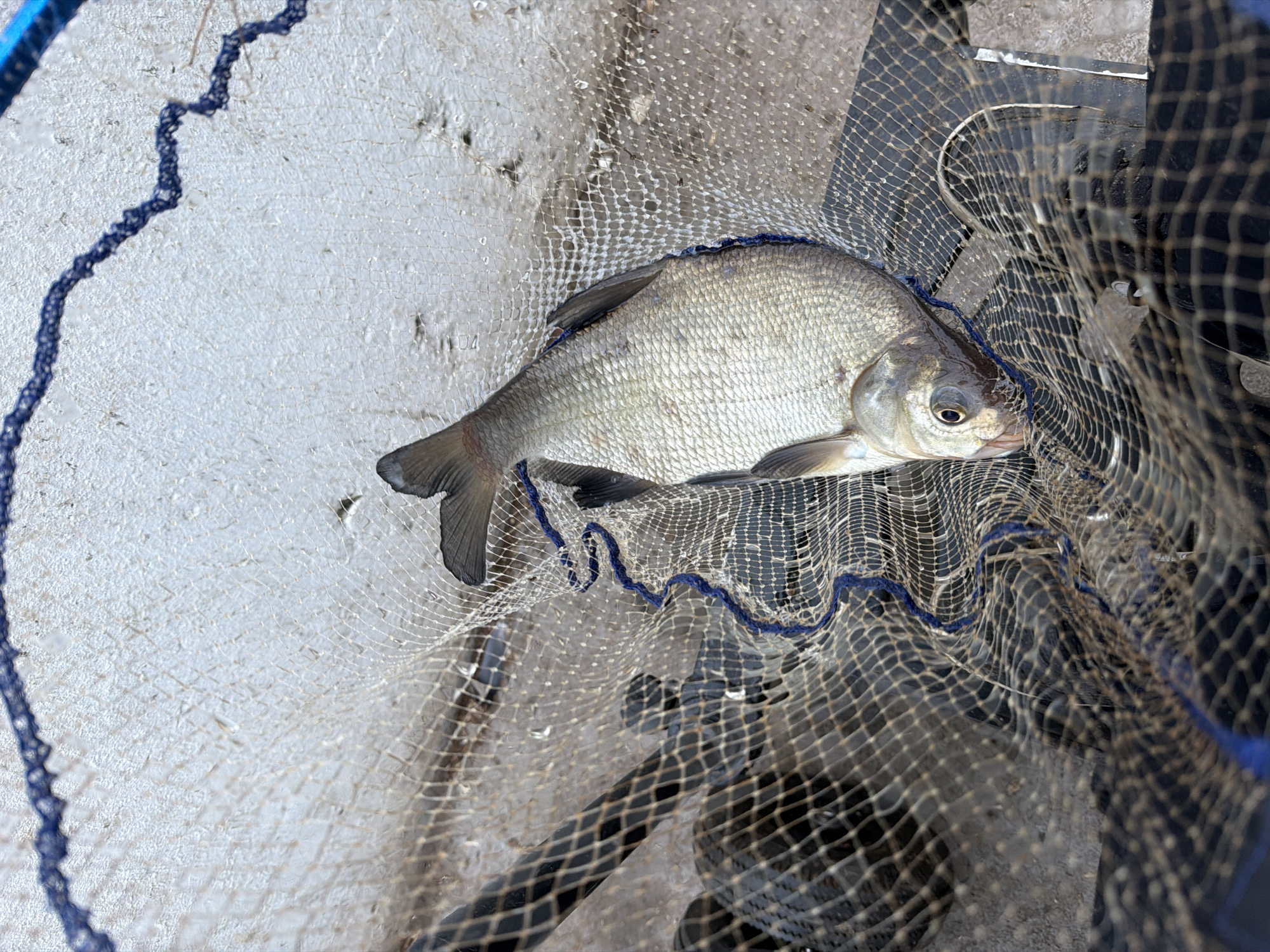 A single, light-colored, scaly fish, consistent with a freshwater bream, is horizontally positioned within a dark-meshed landing net. The net's structure features a distinct blue cord woven through its dark material. Portions of a dark-colored handle or frame for the net are visible on the left and bottom of the frame. The fish and the net are resting on a light gray, textured ground surface, possibly concrete or weathered pavement, which shows cracks, unevenness, and appears damp in several areas. The scene is situated outdoors in the city of Chaikovsky, Russia.