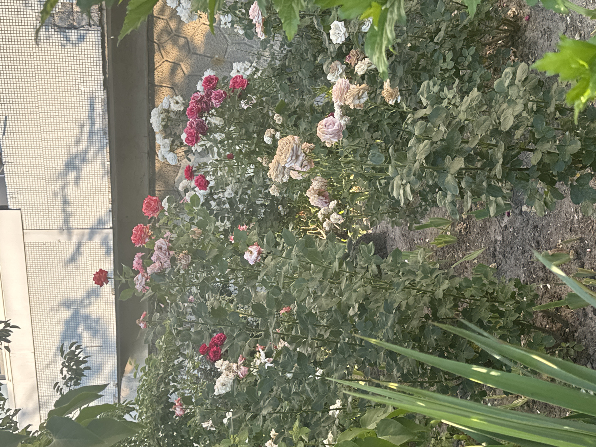 This is a vertical, eye-level, medium shot of a rose bush with a building and a stone wall in the background. The rose bush is full of various colored roses, mostly in shades of pink and white, with some deep red and faded beige blooms. Some of the roses are in full bloom, while others are wilting or have dried petals, suggesting a late summer or early autumn setting. The leaves of the rose bush are a deep green, some appearing slightly dusty.
The background shows a textured stone wall with a hexagonal pattern, illuminated by the warm, golden light of what appears to be late afternoon sun. To the left of the stone wall is a portion of a building facade. This facade is light-colored and has a grid-like texture, possibly a screen or a textured wall. Shadows of branches and leaves are cast on this facade, creating an interesting pattern. A single red rose is visible in the foreground, left of center. In the lower right corner of the image, some long, green grass-like leaves are in sharp focus, with the rose bush and background slightly blurred. The ground beneath the rose bush is dark soil. The overall mood is one of natural beauty, with a hint of decay in the wilting roses. There is no visible text in the image. The location context is Skalyste, Ukraine.