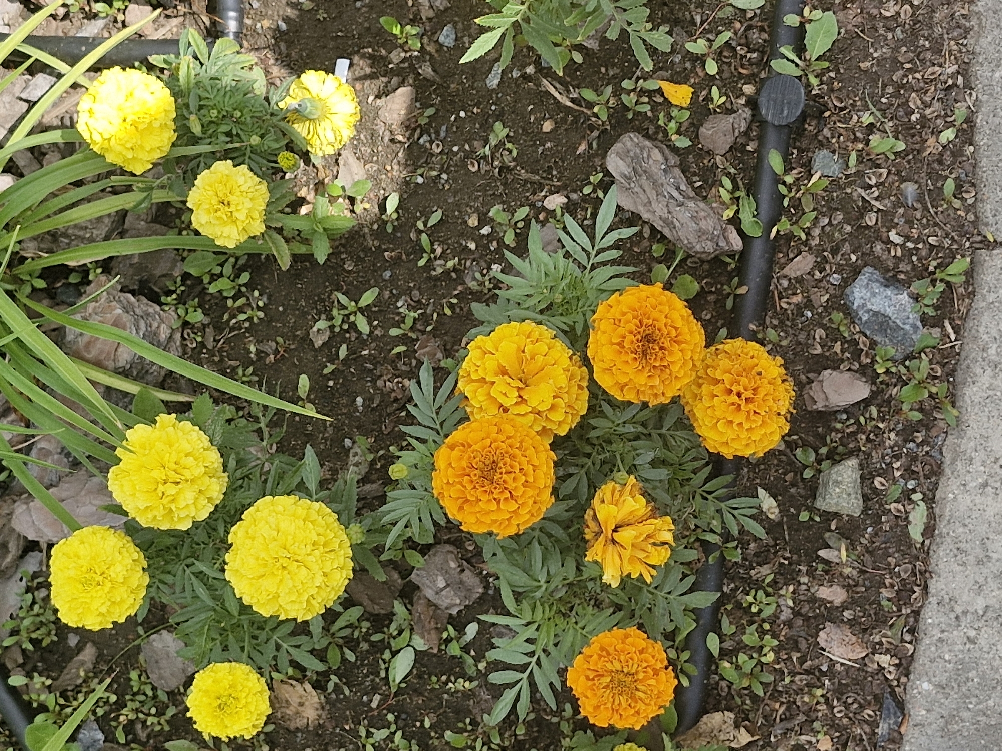 The image shows a close-up, high-angle view of a garden bed filled with marigolds, primarily in yellow and orange hues. The flowers are in various stages of bloom, with some fully open and others still forming buds. The ground is covered with dark soil, scattered pebbles, small green sprouts, and a few pieces of decaying wood. A black irrigation hose runs horizontally across the lower portion of the image. The overall scene depicts a naturalistic garden setting. There are no people or animals visible in the image. The image is not specific to Kokshetau, Kazakhstan, as there are no identifying landmarks or features to suggest this location.