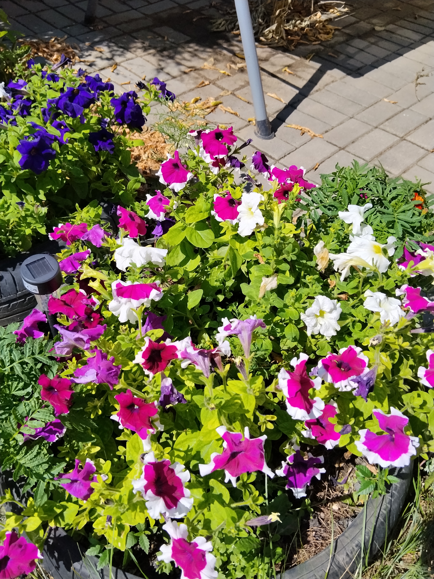 A close-up, slightly angled, outdoor photograph shows a planter filled with a variety of blooming petunias in shades of purple, white, and magenta. The flowers are densely packed, with lush green foliage. In the background, a gray paved walkway is visible, with fallen dry leaves scattered on it. A thin, light gray pole, possibly part of a structure or umbrella, casts a long shadow across the walkway. To the left of the planter, a small, dark gray solar-powered garden light is partially visible. The planter itself appears to be a repurposed black tire. The overall impression is of a well-maintained garden area. There are no people or animals present in the image. The image does not contain enough information to determine the specific location within Kokshetau, Kazakhstan.