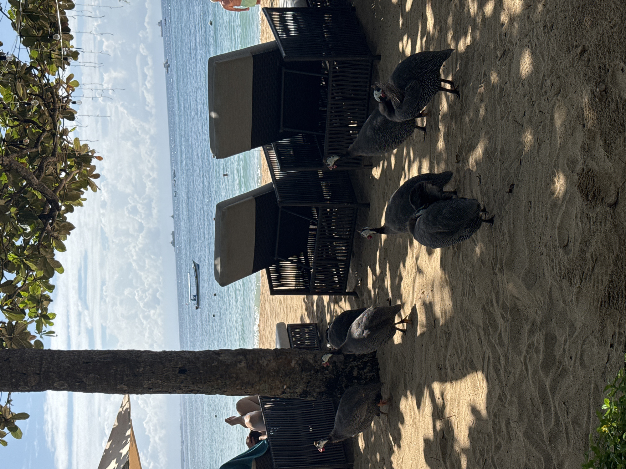 The image shows a beach scene, likely at an exotic resort. In the background is a cloudy sky and a body of water, presumably the ocean, with boats visible in the distance. On the beach are beach chairs with canopies. Several guineafowl are scattered around the beach chairs, foraging or resting. The sand is light-colored and textured. A palm tree trunk is visible on the left side, with some foliage. The image's location is Unknown, Unknown.
