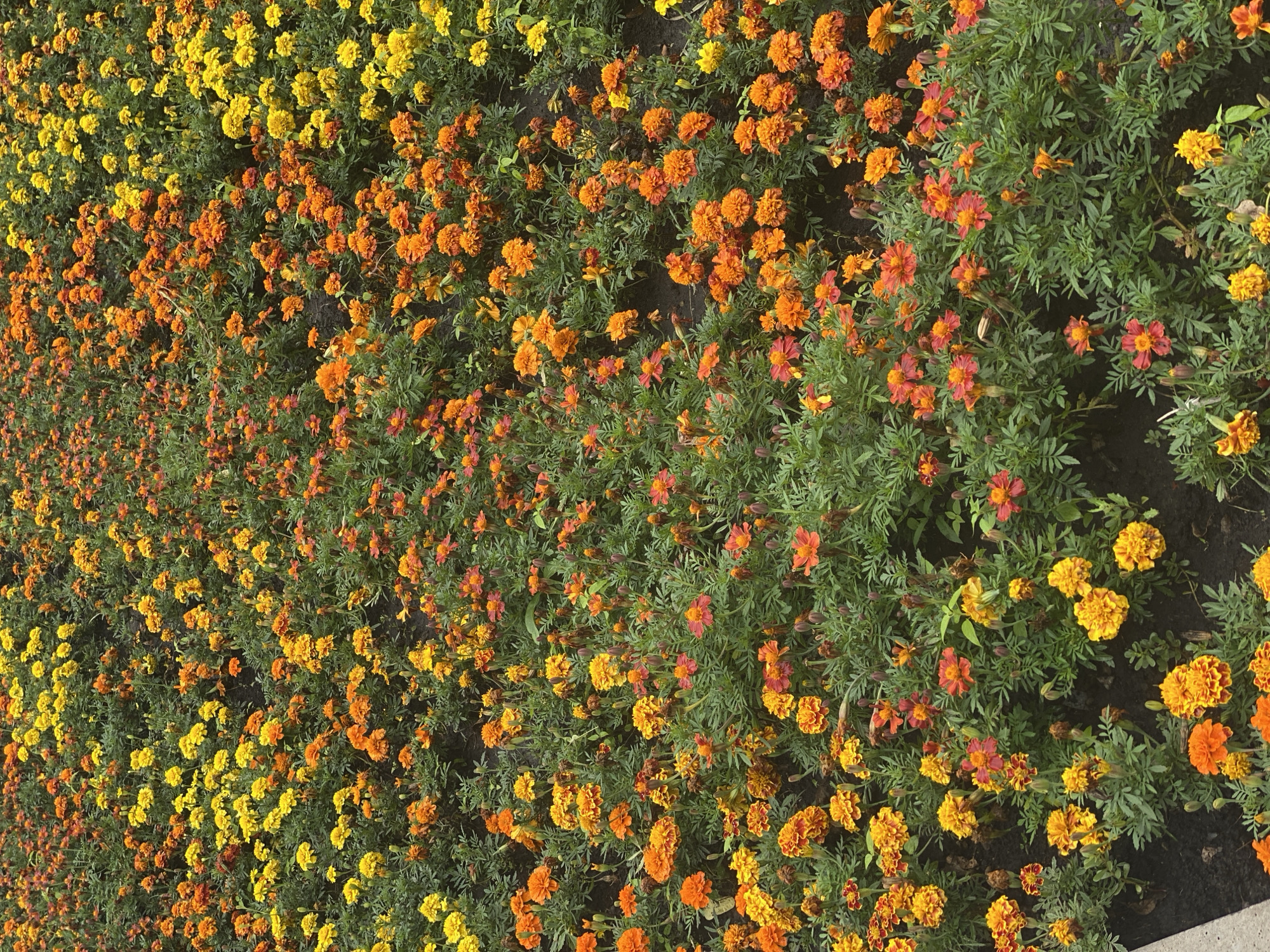 The image depicts a densely planted flower bed filled with marigolds in various shades of yellow, orange, and red. The flowers are of varying bloom stages, with some fully open and others in bud. The foliage is green and feathery. The ground beneath the flowers appears to be dark soil. A small portion of a light-colored concrete or stone border is visible on the left side of the frame, suggesting this flower bed is located in a park, garden, or public space. The overall impression is one of vibrant natural beauty, possibly part of a city beautification project. The image does not contain any people or specific landmarks that would allow for precise identification of its location within Novokuznetsk, Russia.