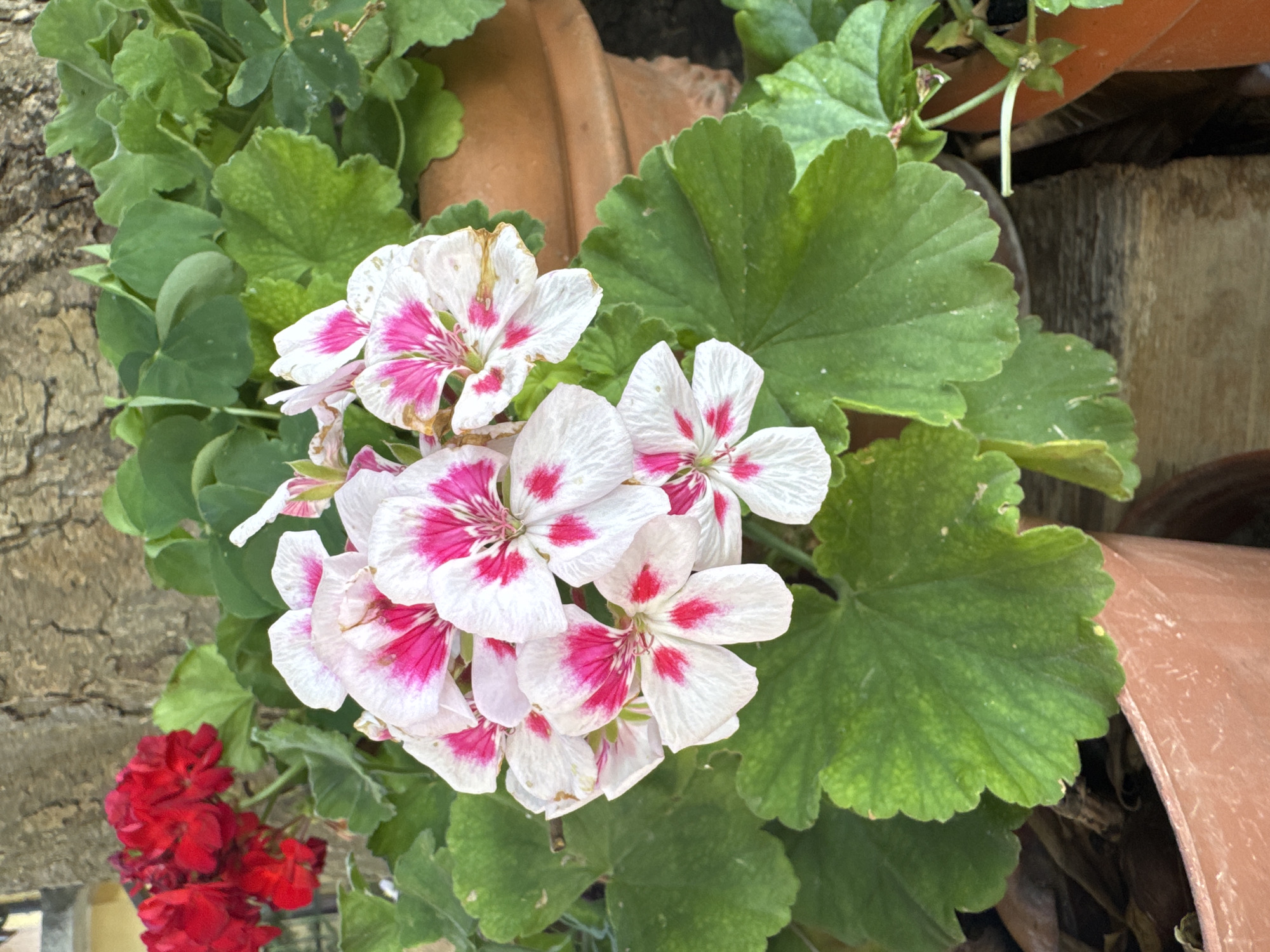 The image showcases a close-up view of flowering plants, primarily focusing on a cluster of white and pink geraniums. The petals of these flowers are predominantly white with vibrant pink markings radiating from the center. Surrounding the geraniums are large, textured green leaves. In the lower left portion of the frame, a bunch of bright red flowers, possibly also geraniums or a similar species, adds a contrasting splash of color. The background includes elements of a garden setting, with terracotta pots and a rough, textured surface that could be a wooden fence or a stone wall. The lighting suggests it is daytime, with natural light illuminating the flowers and leaves. The scene appears to be outdoors, likely in a garden or patio area. There is no visible text in the image.