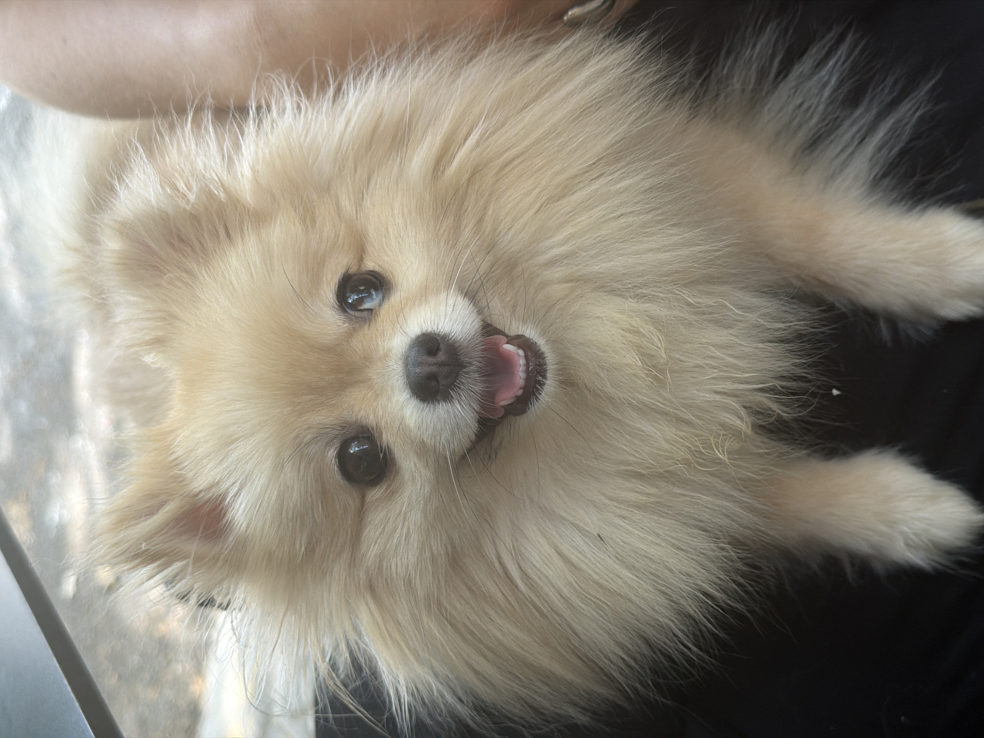 A close-up, head-on shot shows a small, fluffy Pomeranian dog looking directly at the camera with its mouth slightly open, revealing its tongue. The dog has light beige fur, dark, expressive eyes, and pointed ears. Its fur is long and appears slightly tousled. The dog is positioned against a dark, possibly black, background, with a blurred background that suggests an outdoor setting with dappled light and greenery. A portion of a person's leg is visible on the right side of the image, indicating the dog is likely being held or is near someone. The overall impression is of a happy and alert pet. This image was taken in the city of Barcelona, Spain.