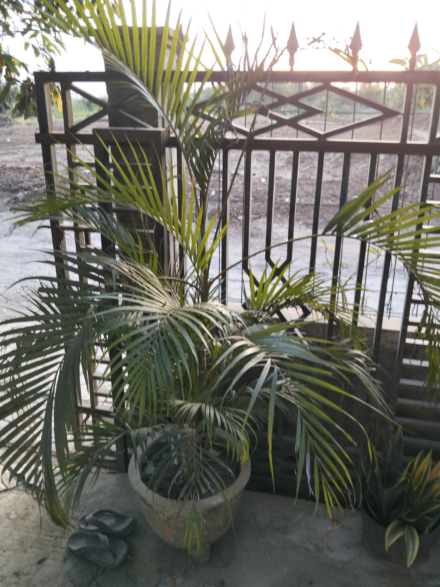 The image shows a potted palm tree with long, slender fronds in front of a black metal fence. The fence has a decorative pattern at the top. In the foreground, on the concrete ground, are a pair of dark-colored flip-flops. To the right of the palm tree, another potted plant with variegated leaves is visible. The background shows an outdoor scene with what appears to be dirt ground and vegetation, with a bright, possibly sunset or sunrise sky. The location is specified as Payagaboh, Indonesia.