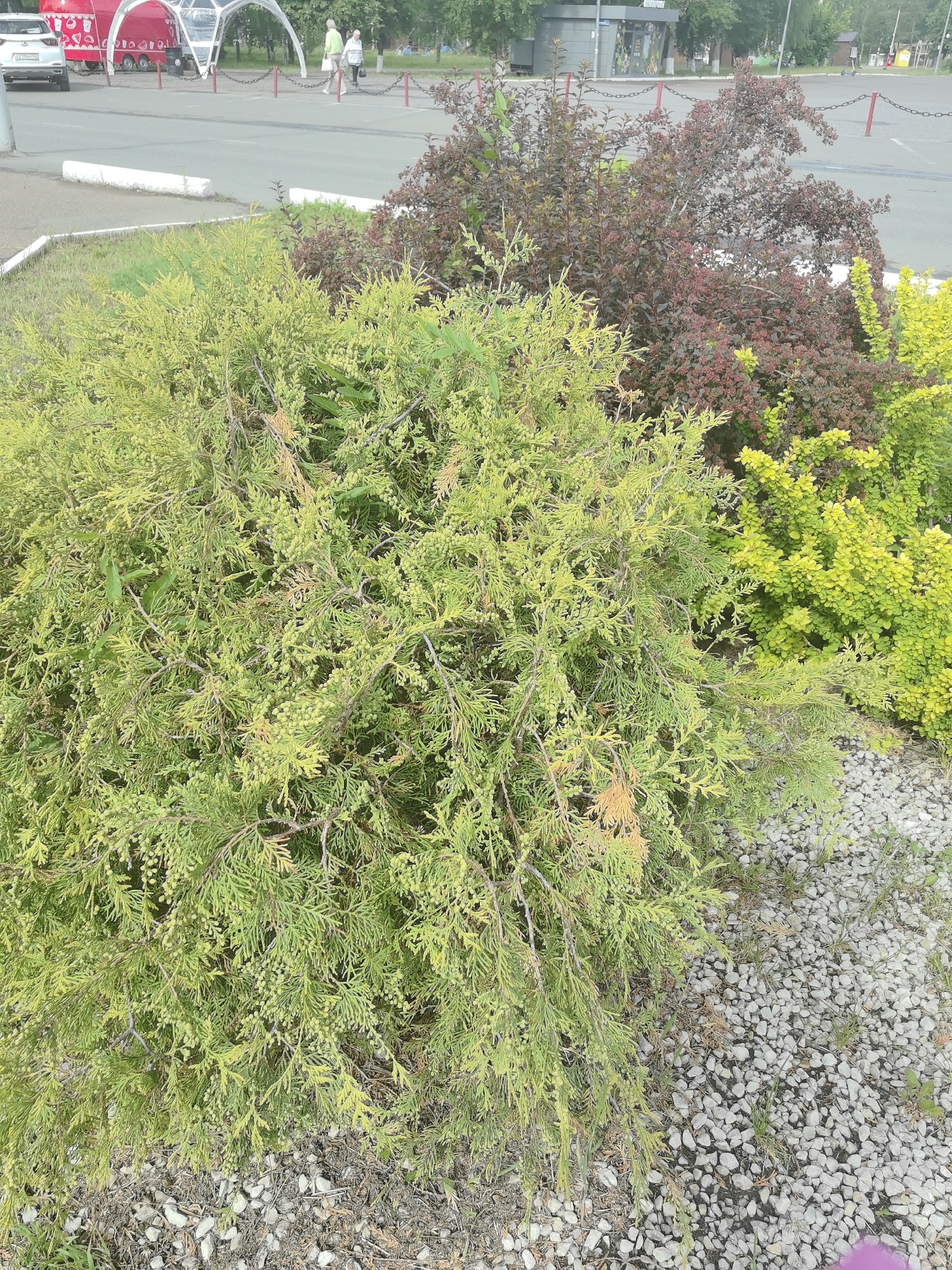 A street scene in Neftekamsk, Russia, features a public outdoor area with paved surfaces, landscaping, and various structures. In the foreground, a large, dense green evergreen shrub with drooping branches and small green seed-like structures dominates the frame. To its right, a bright yellow-green shrub with smaller leaves is visible. Behind these, a dark burgundy-leaved shrub adds a contrasting color. The ground beneath the shrubs is covered with light-colored gravel and some sparse dry grass. In the background, a paved area, likely a parking lot or road, is bordered by a white concrete curb and a chain-link fence with red posts. Two people, a man and a woman, are walking in the distance. Across the paved area, a red food truck with white accents and clear arched awnings are set up, suggesting a public event or gathering. Further in the background, several trees are visible, along with a small building and more paved areas. The overall scene depicts a typical urban environment with elements of both infrastructure and natural landscaping.
