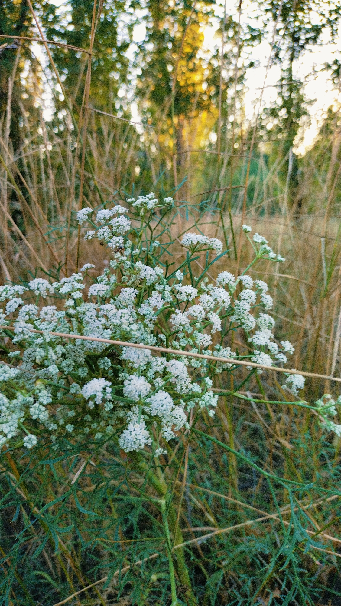 The image shows a close-up of a cluster of small white flowers with delicate green leaves and stems. The flowers are in focus, while the background is blurred, revealing tall, dry grasses and the soft bokeh of trees and sunlight. There is no visible indication of the city of Horishni Plavni, Ukraine. The scene appears to be a natural setting, possibly a field or meadow. No people or actions are depicted.