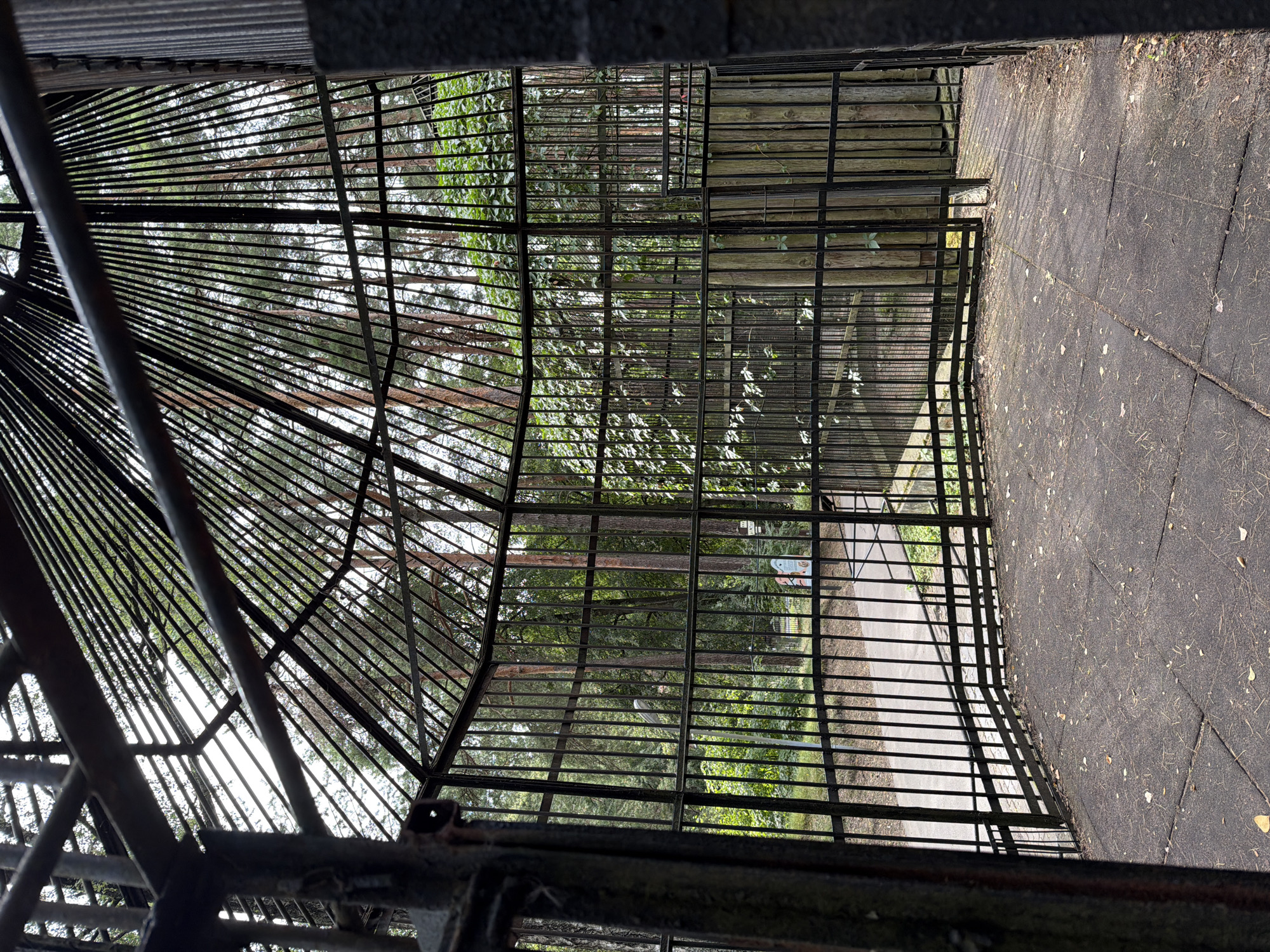 This is a photograph taken from inside a large, dark metal cage structure in an outdoor setting. The cage has a sloped roof made of metal bars that converge at the top, resembling a geodesic dome or a large aviary. The bars of the cage are black and appear to be made of metal. The ground inside the cage is paved with dark, square tiles, and there are scattered dry leaves and pine needles on the ground.
Through the bars of the cage, a wooded area is visible. Tall pine trees with visible trunks and green foliage dominate the background. There is a paved pathway visible beyond the cage, and some vegetation including bushes and climbing plants growing on the cage structure itself and in the surrounding area.
In the background, a person wearing a blue garment is seen walking on the pathway. There are also some signs or informational boards visible outside the cage. The overall impression is of a structure within a park or zoo environment.
The image was taken in Riga, Latvia, specifically in the Rīgas Zooloģiskais dārzs (Riga Zoo). This particular enclosure is identified as the historic aviary.