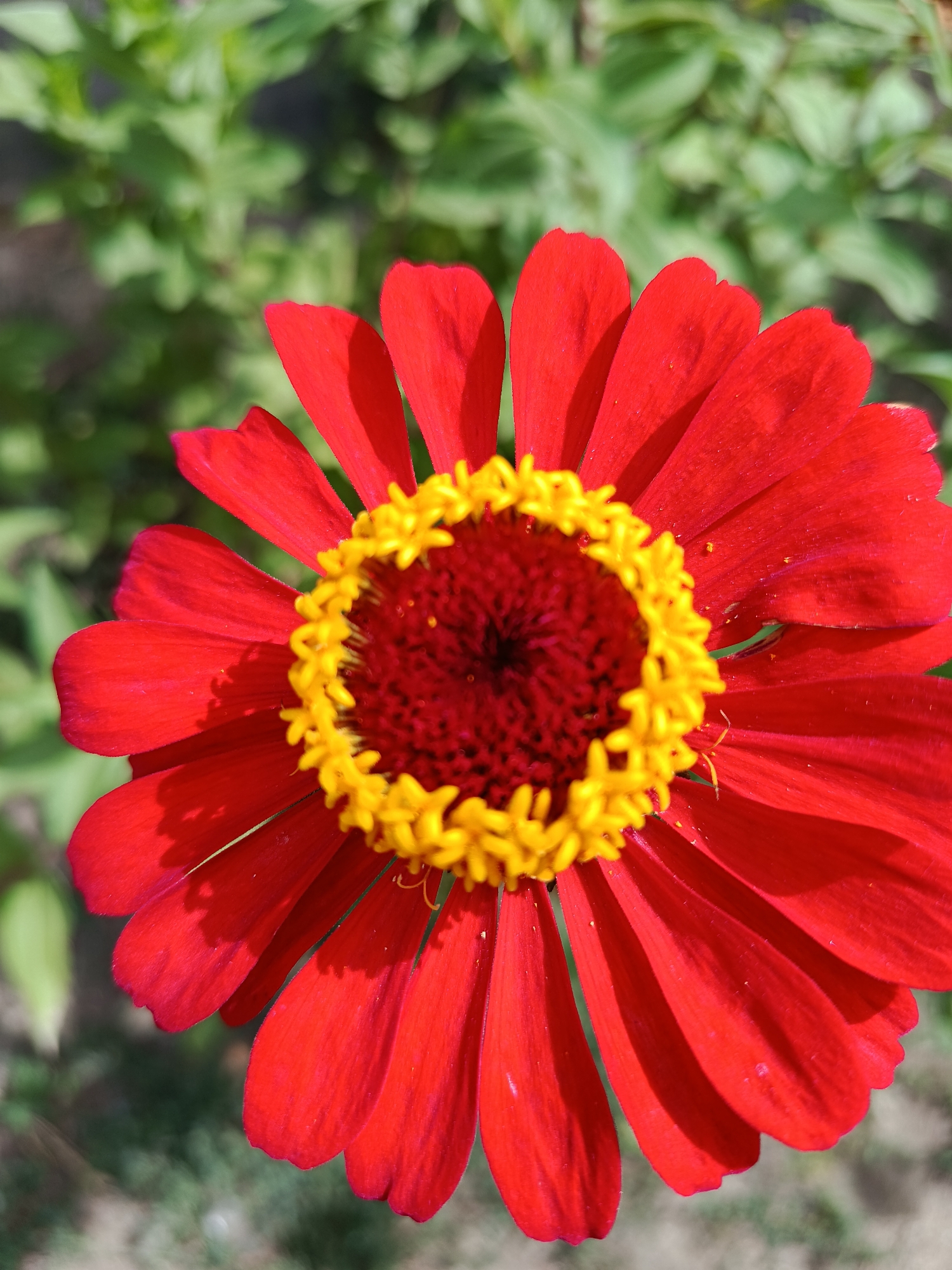 A close-up, eye-level shot focuses on a bright red zinnia flower in full bloom, positioned slightly off-center to the right. The flower's petals, a vibrant crimson, radiate outwards from a central disc. This disc features a ring of small, bright yellow florets surrounding a darker, reddish-brown center composed of tightly packed disc florets. The petals have a slightly wavy texture and are casting subtle shadows on each other. The background consists of softly blurred green foliage, indicating an outdoor setting likely in a garden or natural environment. The lighting suggests it is daytime, with sunlight illuminating the flower and creating distinct highlights and shadows. The image does not depict any people or specific landmarks within the city of Койлык, Kazakhstan, but the overall scene is consistent with a blooming flower in a garden setting within the region.