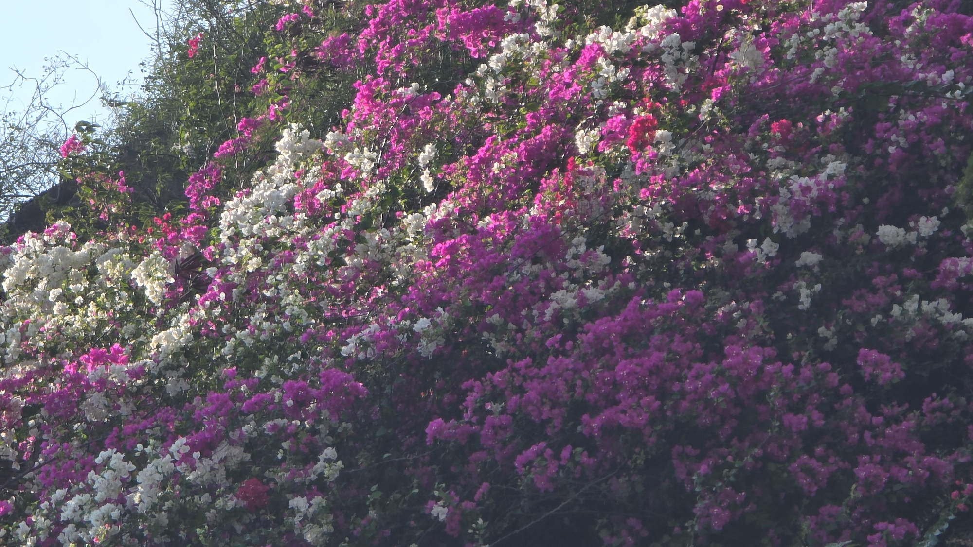 The image captures a vibrant floral display of bougainvillea, featuring a dense mix of white and magenta blossoms. The location is inferred to be in or near Bắc Nha Trang, Vietnam, based on the prompt. The flowers cover what appears to be a hillside or a large bush, with the densest concentration of blooms towards the center of the frame. Patches of greenery are interspersed among the flowers, adding depth to the scene. Sunlight filters through the flowers. The composition suggests a natural, untamed growth pattern.