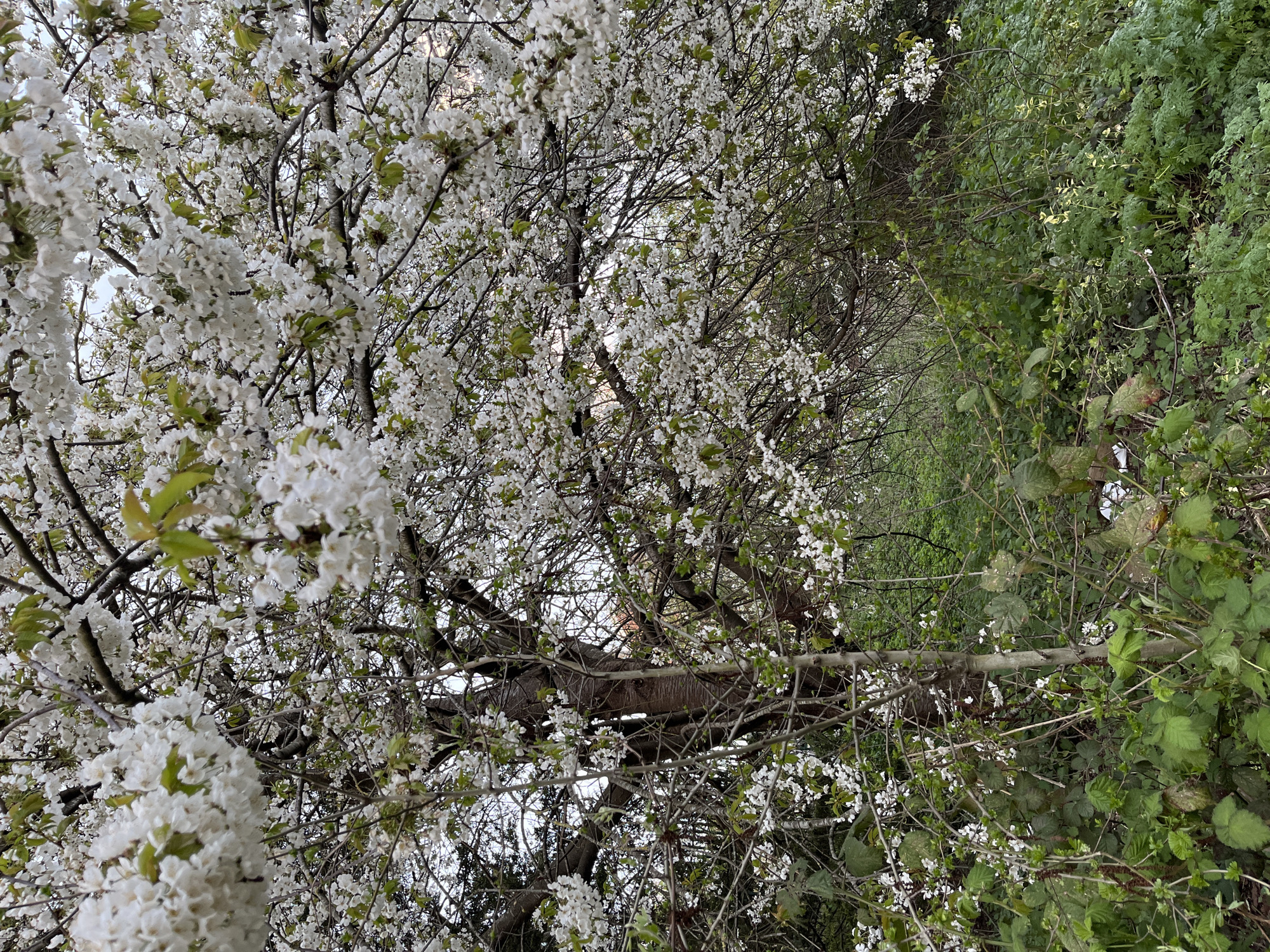 A landscape view displays an area with dense vegetation. In the foreground, a tree with profuse white flowers dominates the scene. The tree has numerous branches, some of which are bare, while others are adorned with white blossoms and small green leaves. Beyond the flowering tree, a narrow pathway is discernible, bordered by a mix of green plants and foliage. The path leads into a somewhat indistinct background. The location is an outdoor, wooded area, possibly in a garden or park. The city location is Unknown, Unknown.