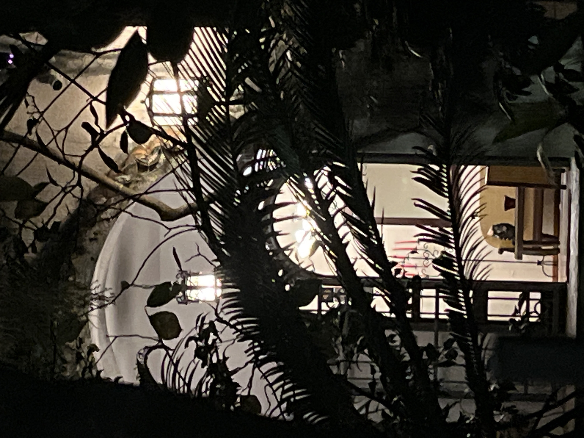 This image depicts an outdoor courtyard at night, illuminated by artificial lights from within a building. The foreground is dominated by the dark silhouettes of dense foliage, possibly palm fronds and branches, creating a shadowy, layered effect. Through the leaves, an arched window with multiple panes is visible, with a bright light emanating from behind it, suggesting a well-lit interior.
Further into the courtyard, a doorway is visible, also illuminated from within. To the right of the doorway, a small wooden table or bench is positioned, on which a dark object, possibly a cat or a decorative item, is resting. Behind this, several red candles are arranged vertically in a candelabra on a surface. The background shows more architectural elements, including another arched opening and more windows with internal lighting, casting a warm glow. The overall impression is one of a dimly lit, enclosed space, with the natural elements in the foreground adding a sense of mystery and seclusion. The specific location in Budva, Montenegro, is not identifiable from the visual information provided.