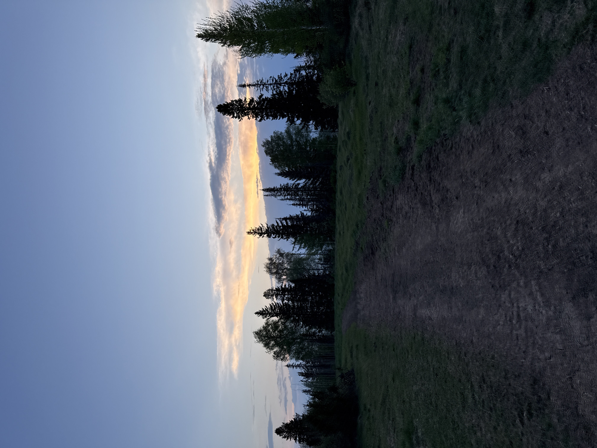 The image depicts an outdoor scene in Прикамский, Russia, showing a landscape with a clear, pale blue sky on the left. A band of streaky clouds tinted with sunset hues extends vertically near the center of the image. Silhouetted trees, including evergreens and deciduous types, stand between the sky and the ground. The terrain on the right slopes upwards and is covered in grass and bare earth, appearing dimly lit. There are no people visible.